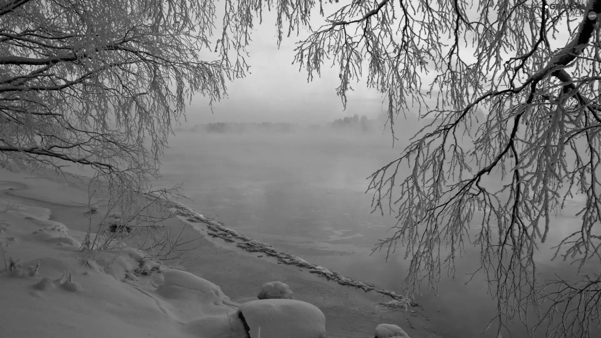 trees, viewes, Fog, branch pics, Icecream, Snowy, winter, lake