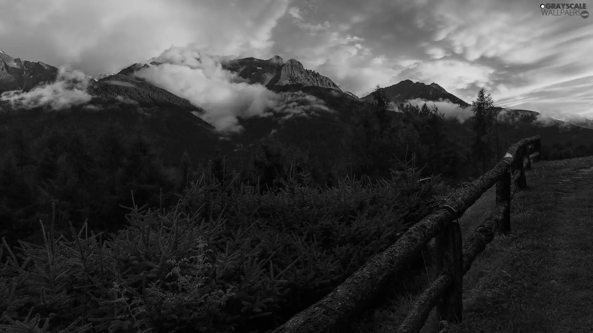Fog, fence, Spruces, young, viewes, clouds, Mountains, trees
