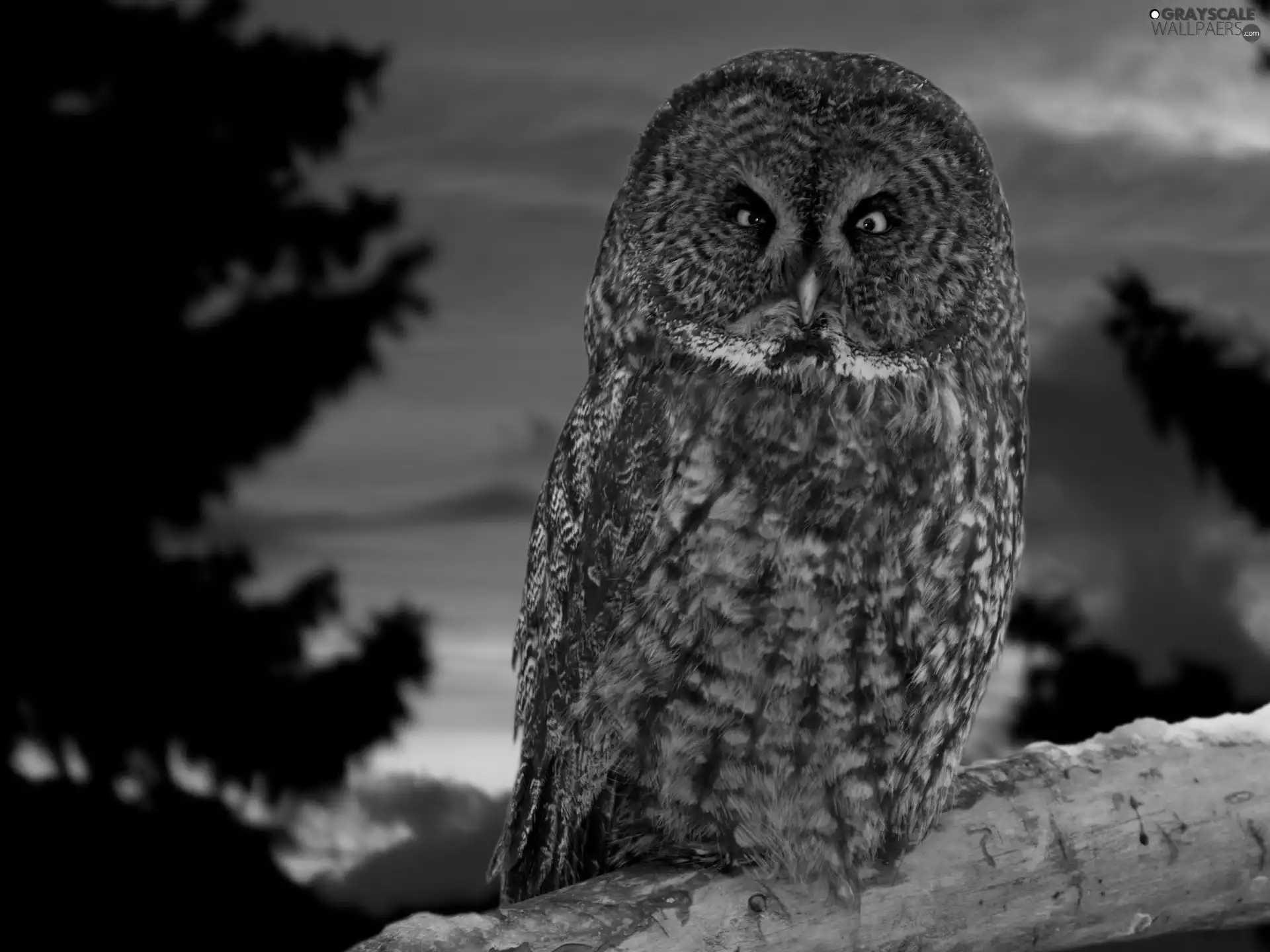 trees, viewes, Tawny owl great gray owl, Great Sunsets, owl