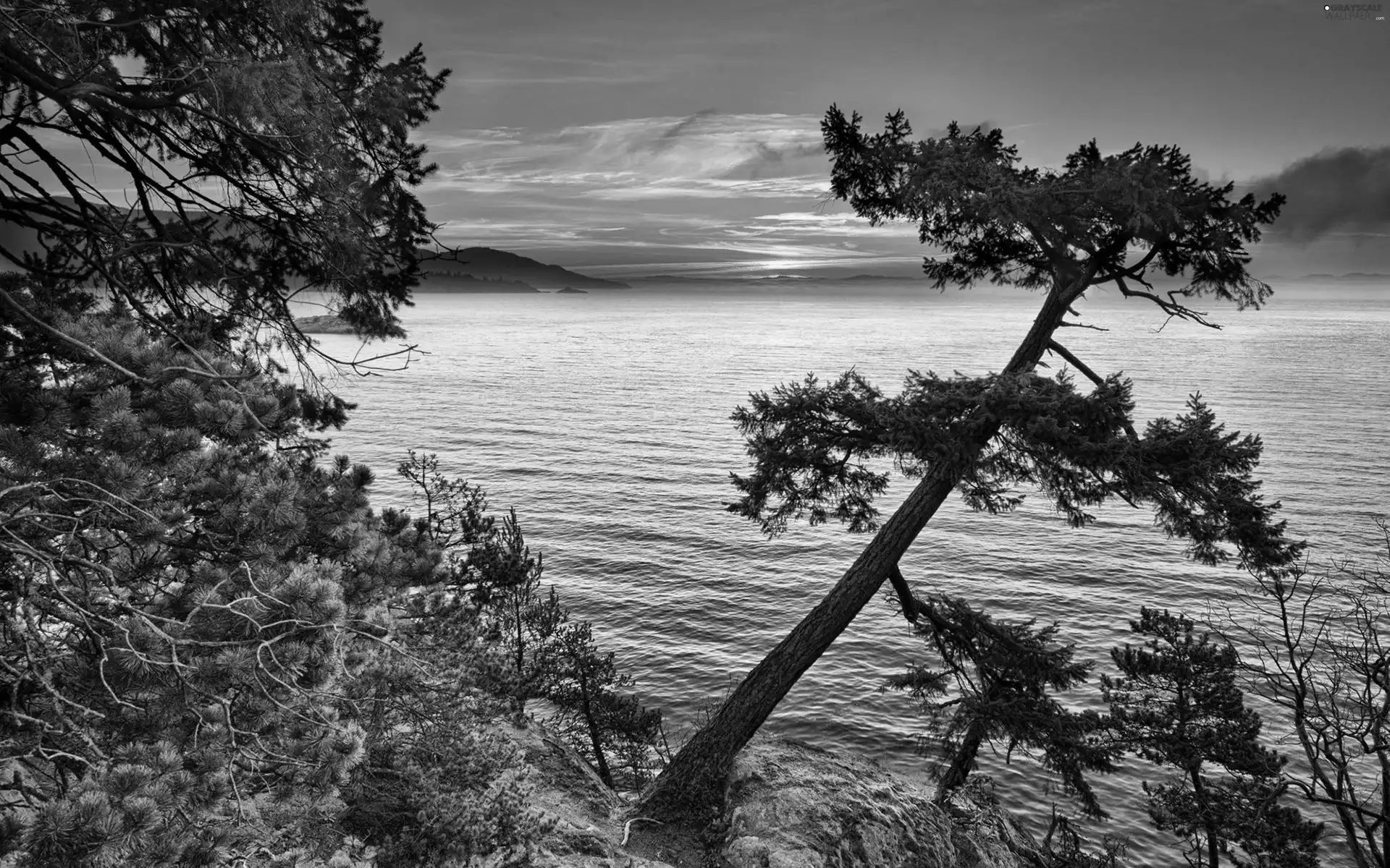 sun, lake, trees, viewes, Pine, west