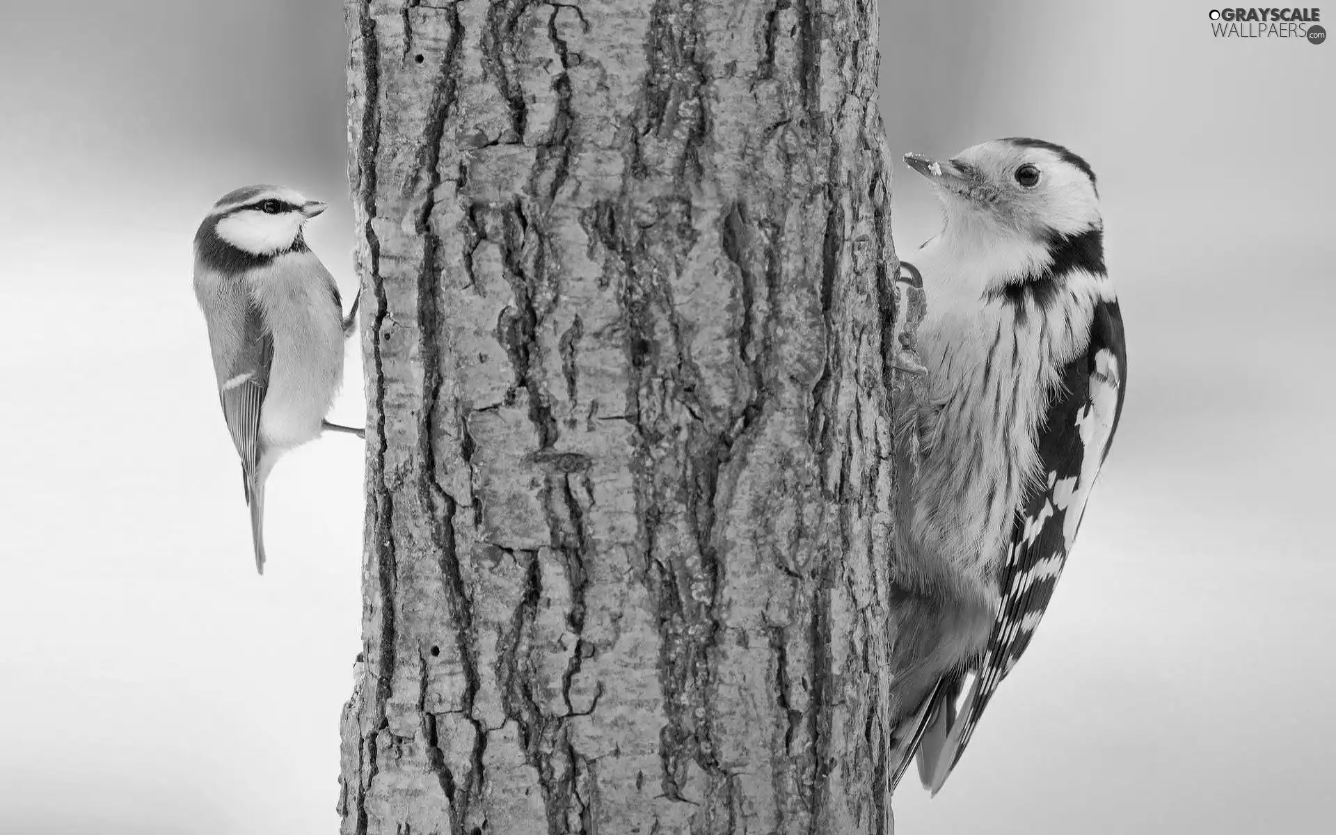trees, viewes, woodpecker, trunk, tit