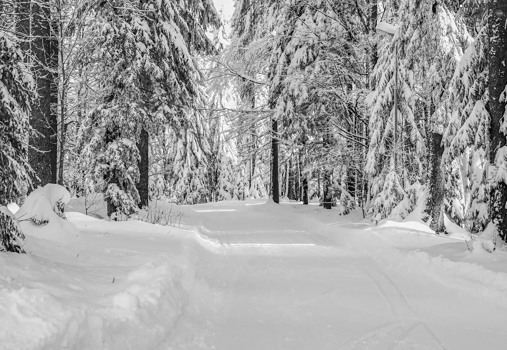 viewes, Snowy, Way, trees, winter, forest, snow