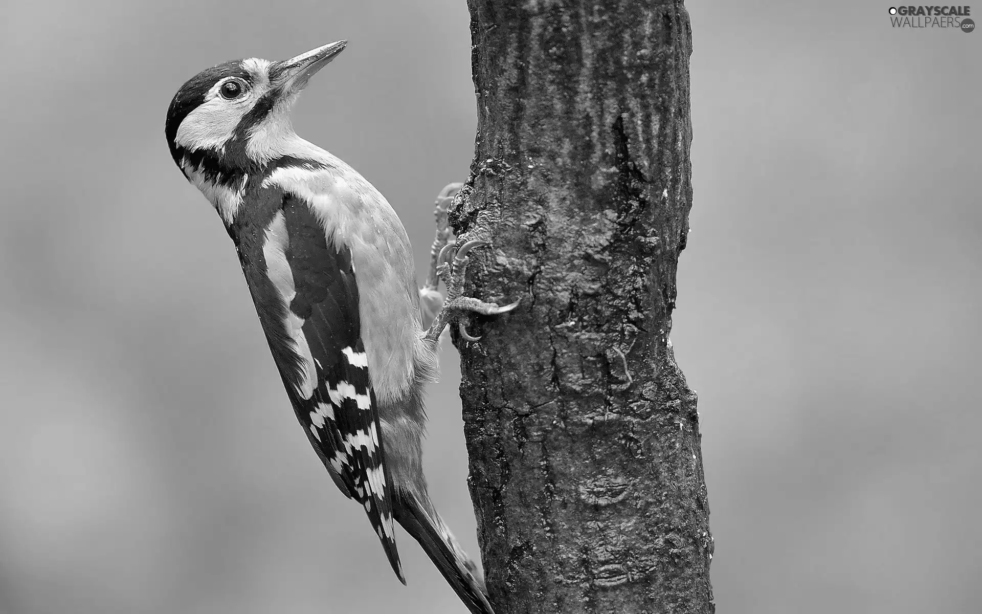 woodpecker, trees