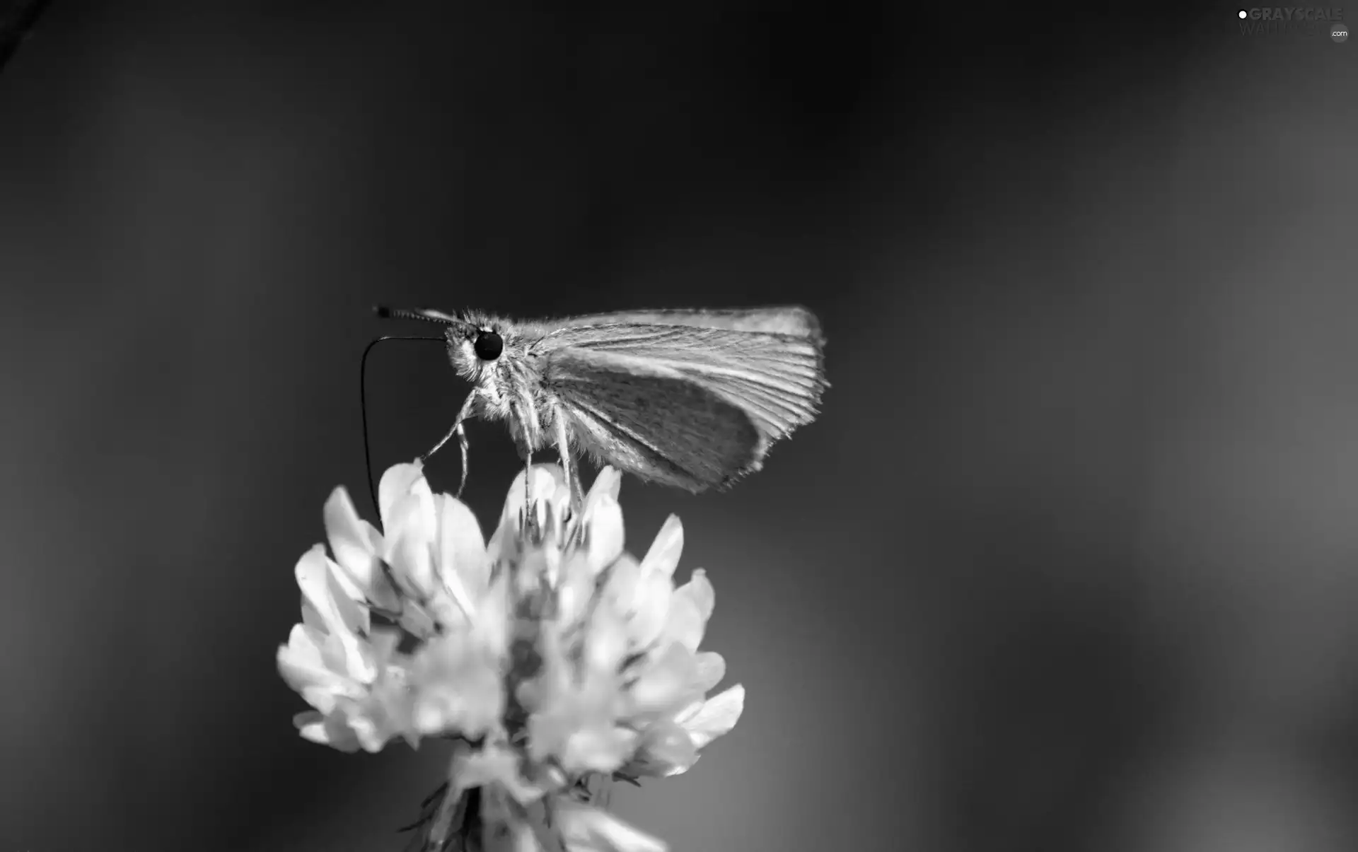 butterfly, trefoil