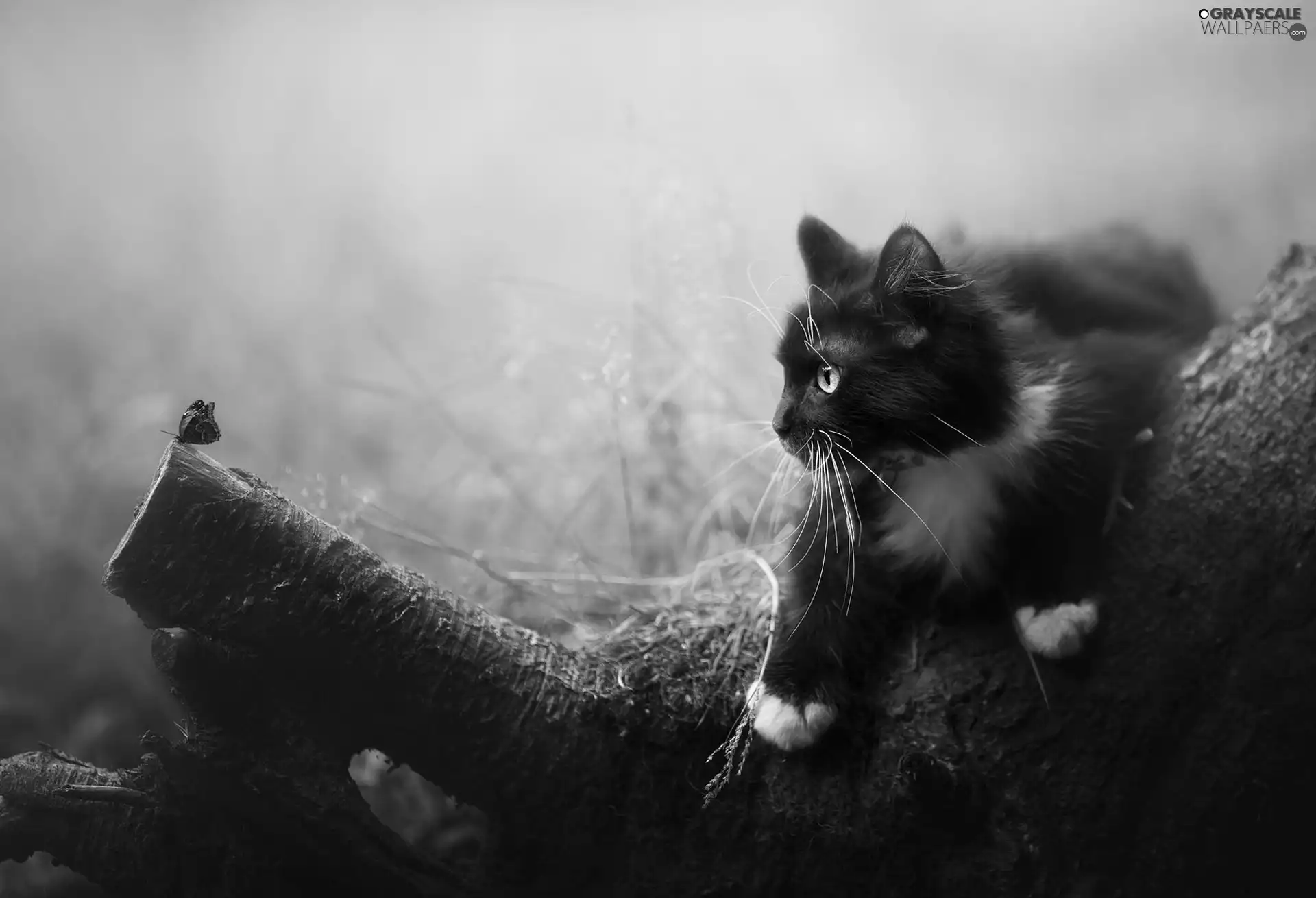 White and Black, trunk, butterfly, cat
