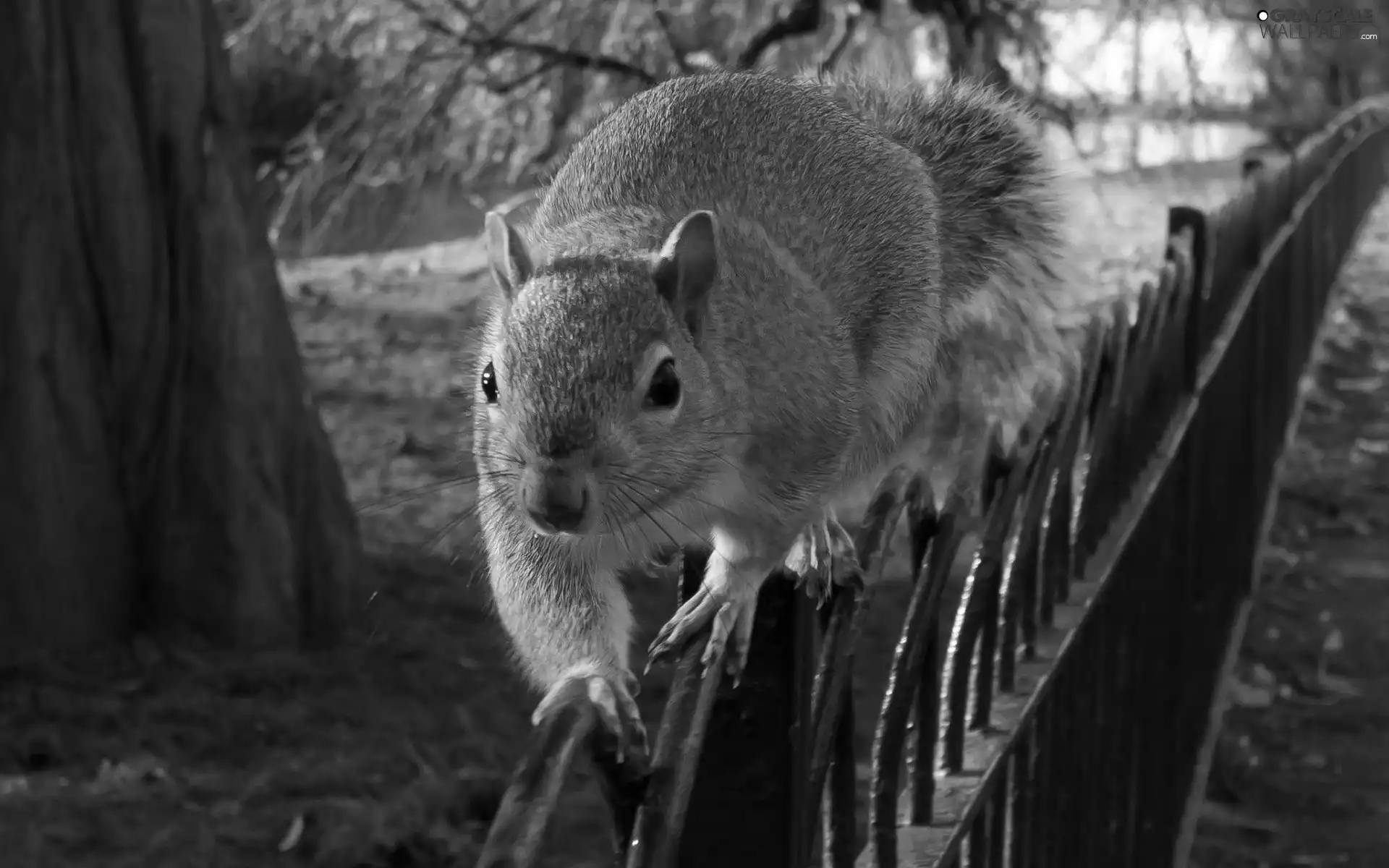 squirrel, Park, trunk, fence