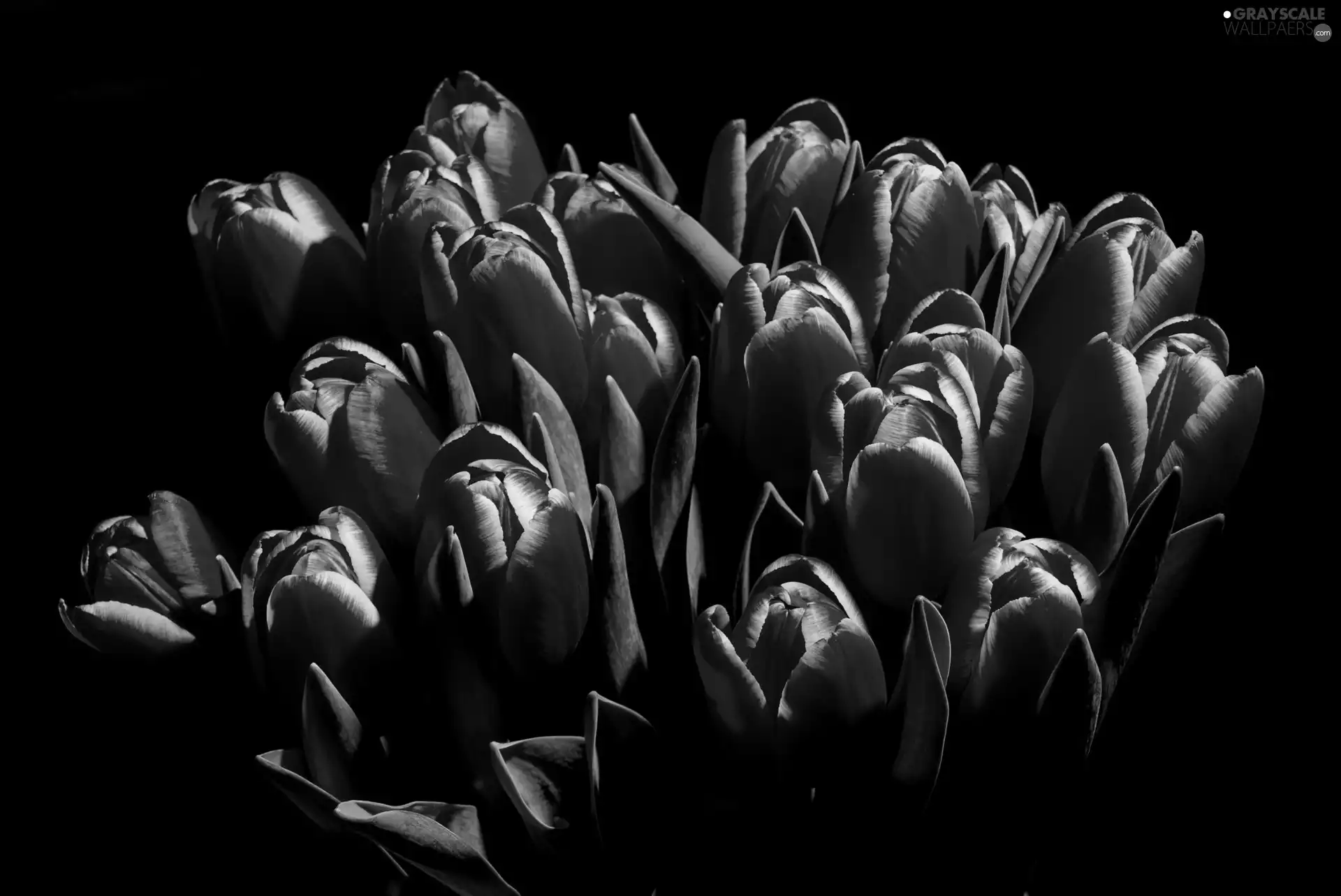 black background, Red, Tulips
