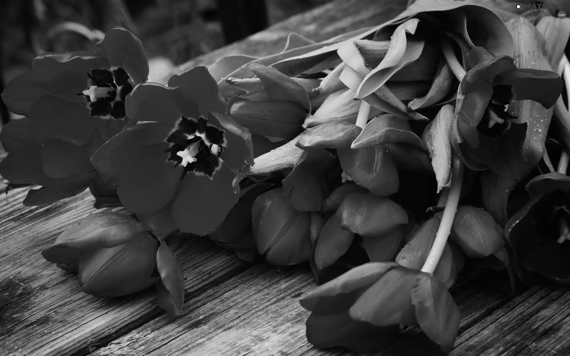 bouquet, tulips