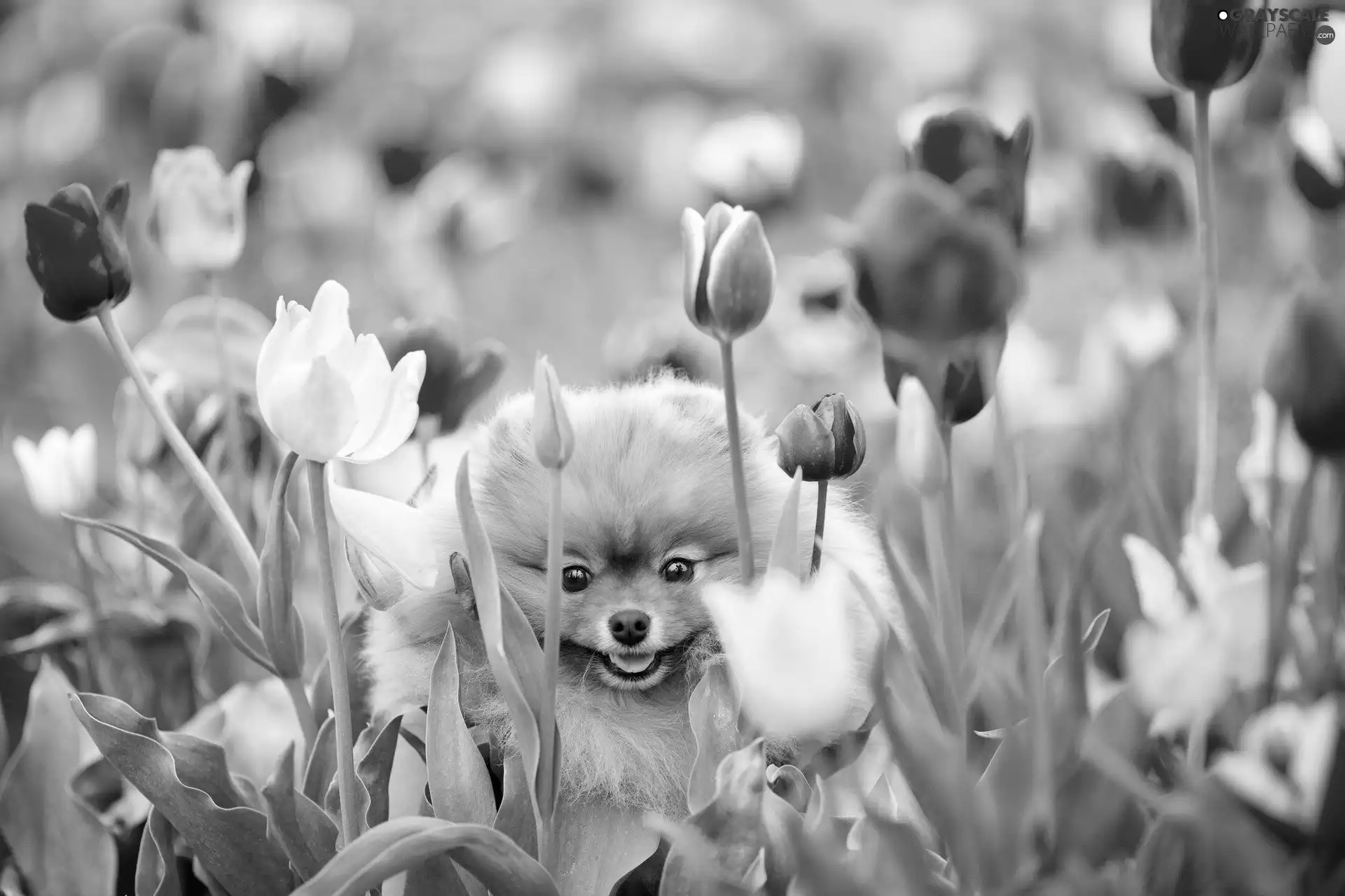 dog, Flowers, Tulips, Toy Spitz