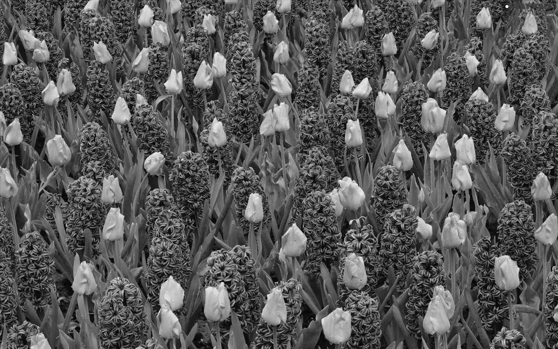tulips, Field, hyacinths