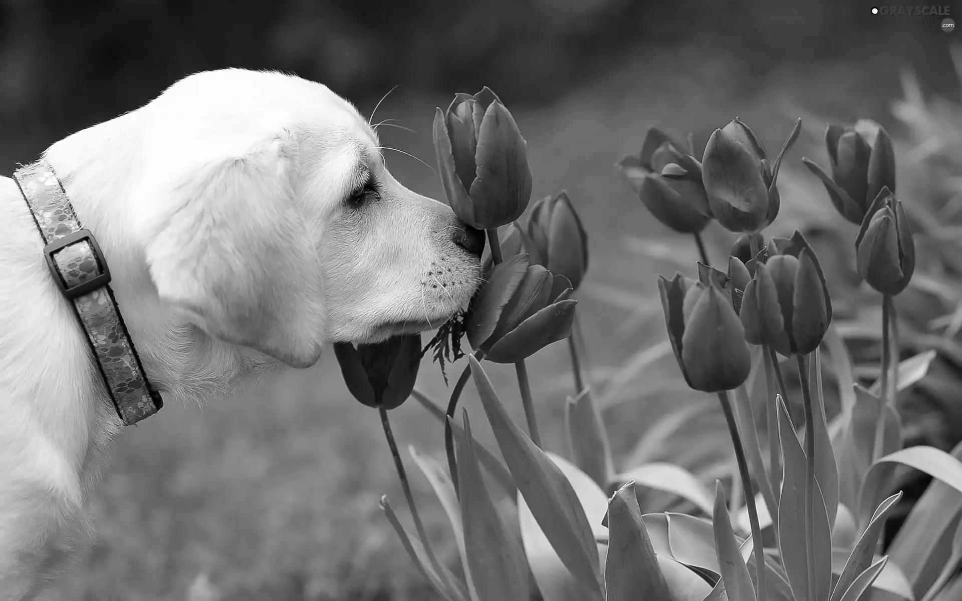 Tulips, dog, Red