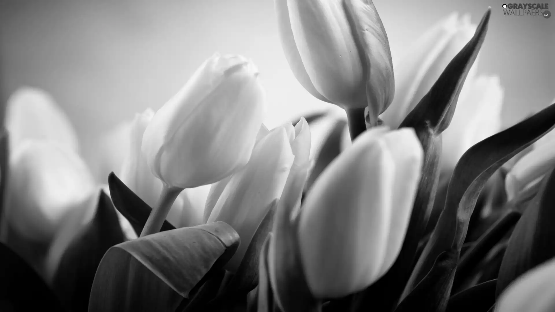 Tulips, White, Yellow
