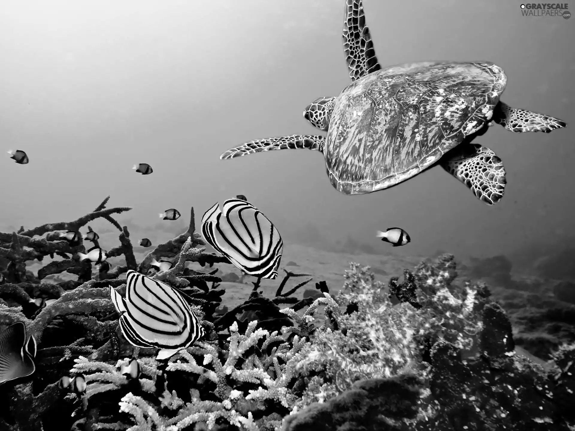 reef, Caribbean, turtle, fishes, coral, sea