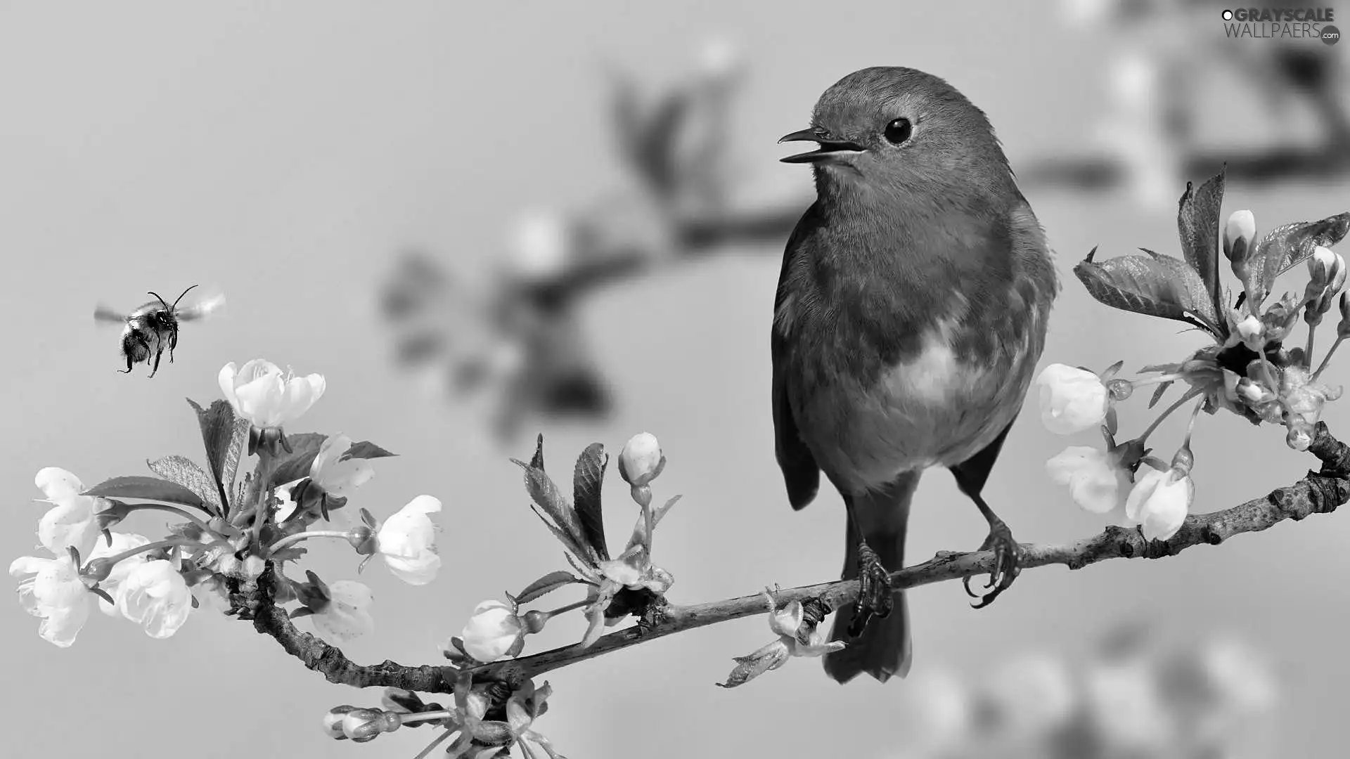 Bird, Blossoming, twig, robin