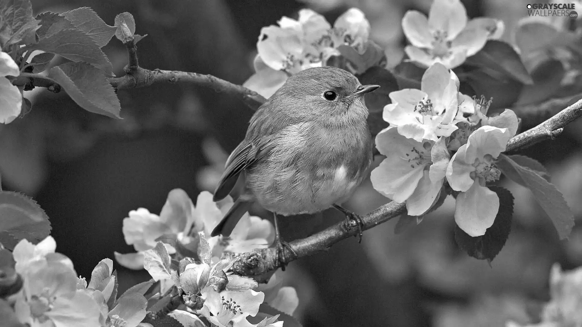 small, Blossoming, twig, birdies