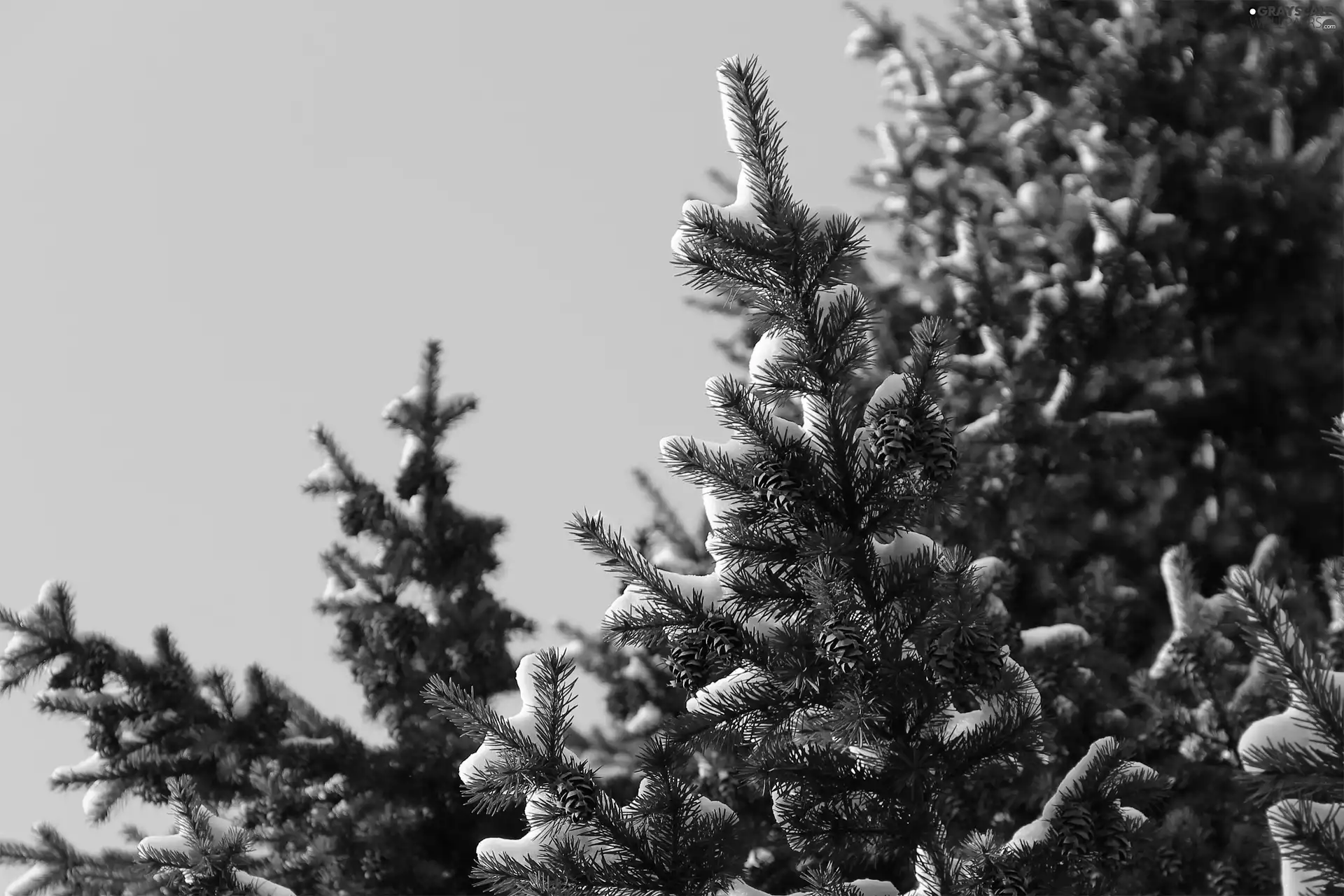 cones, Snowy, Twigs, spruce
