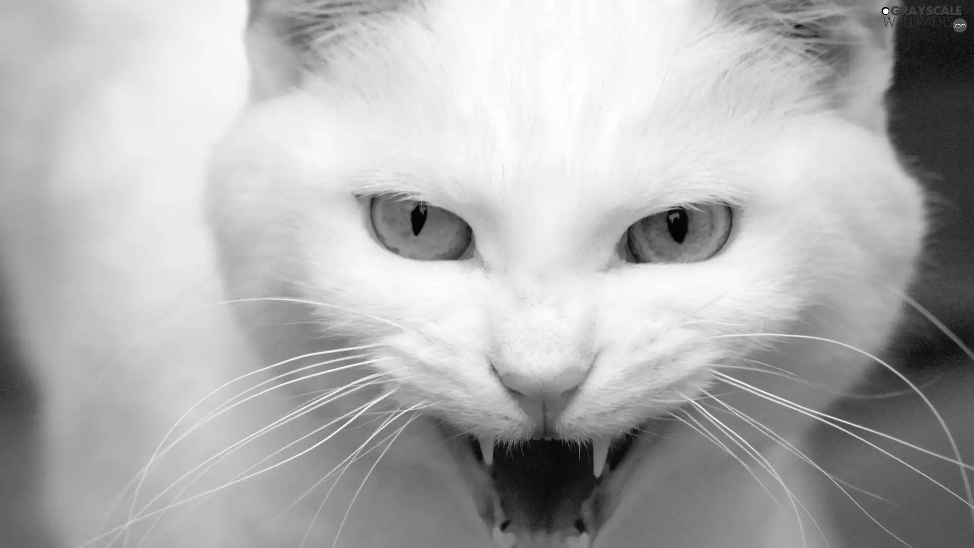Turkish Angora Cat, Two tone, Eyes