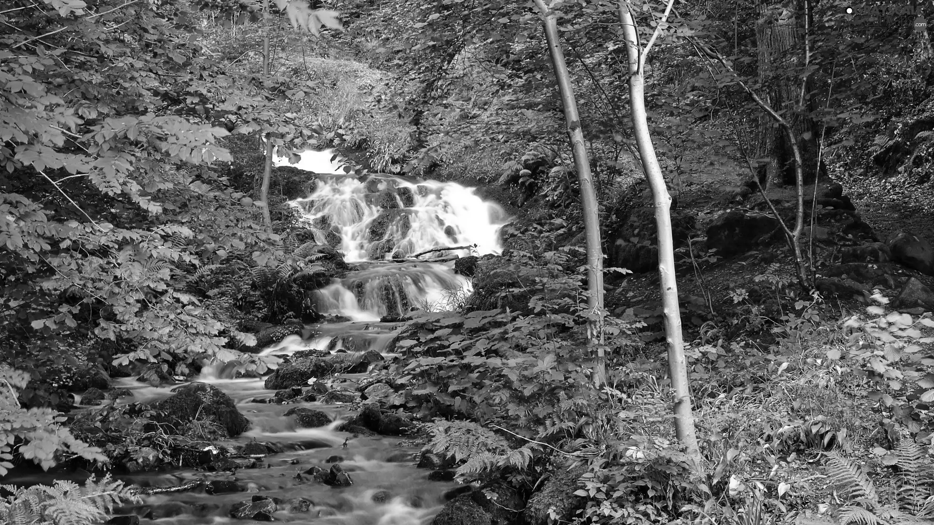 VEGETATION, Spring, stream, mountainous, waterfall