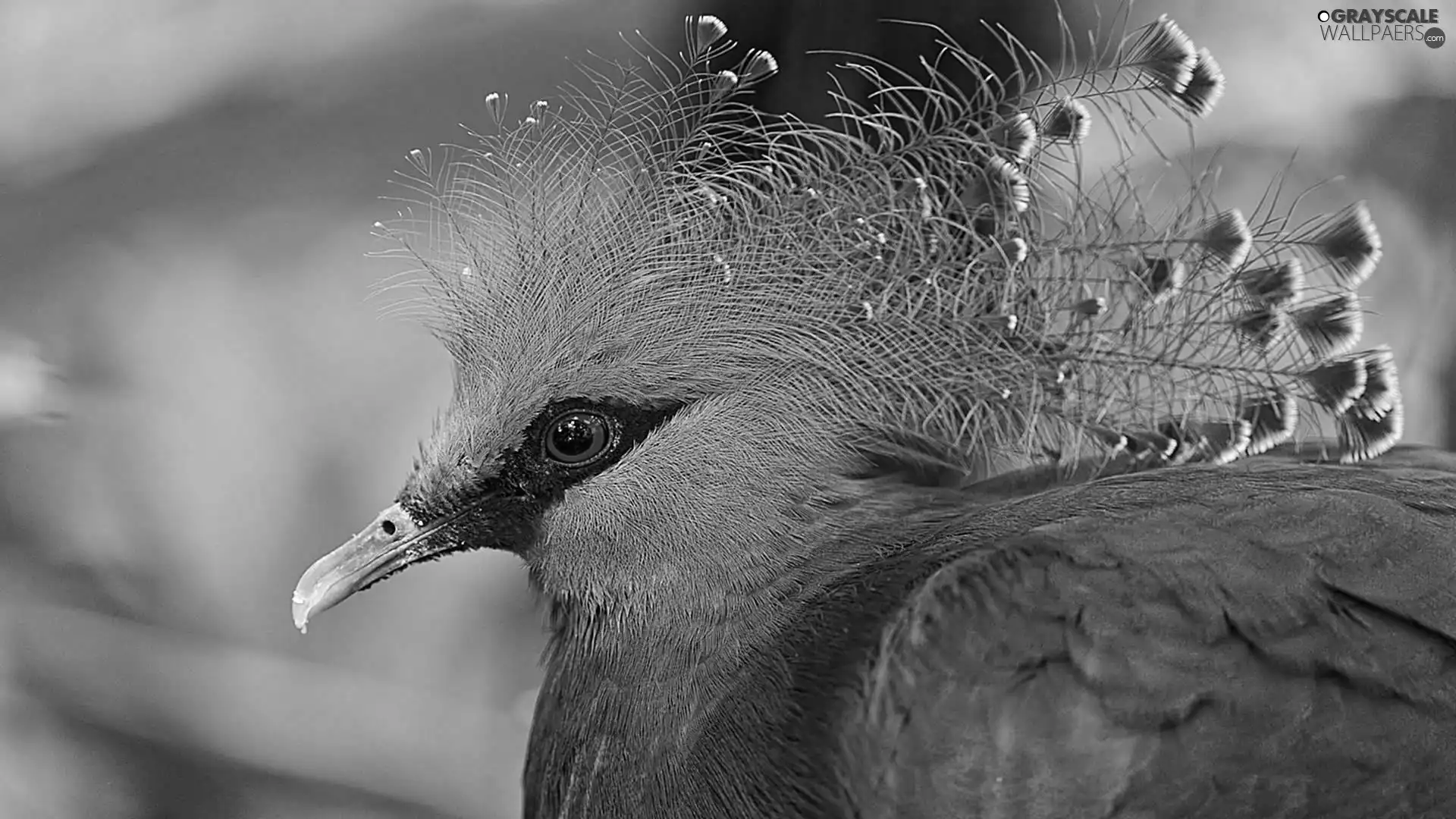 blur, Bird, Victoria Crowned Pigeon