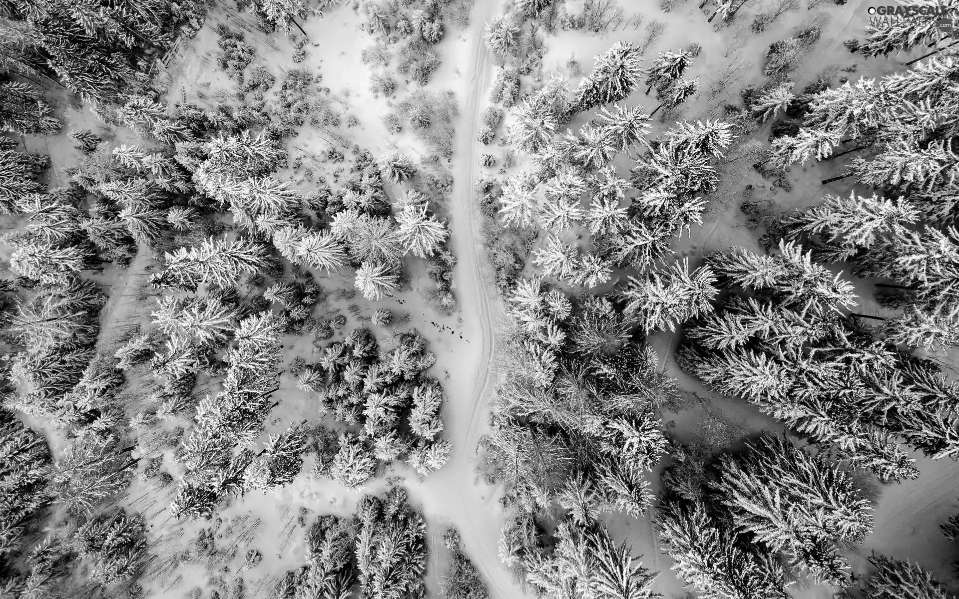 trees, forest, snow, Way, winter, viewes, Aerial View