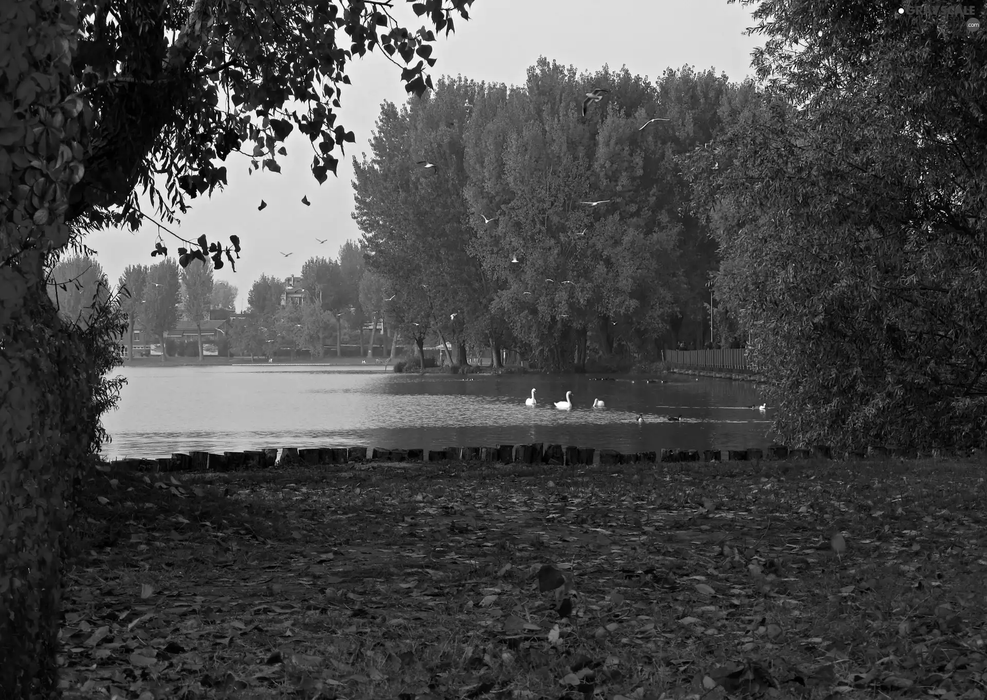 ducks, Pond - car, viewes, autumn, trees, Swan