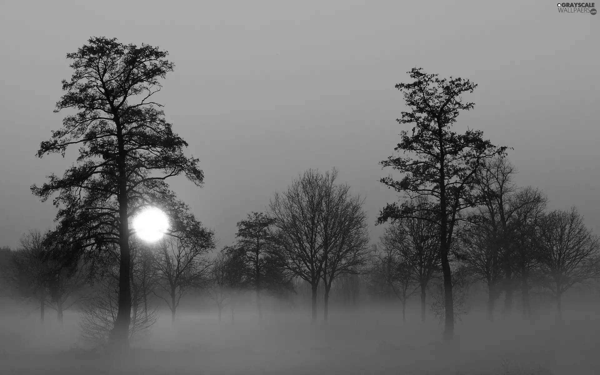 viewes, Fog, sun, trees, west