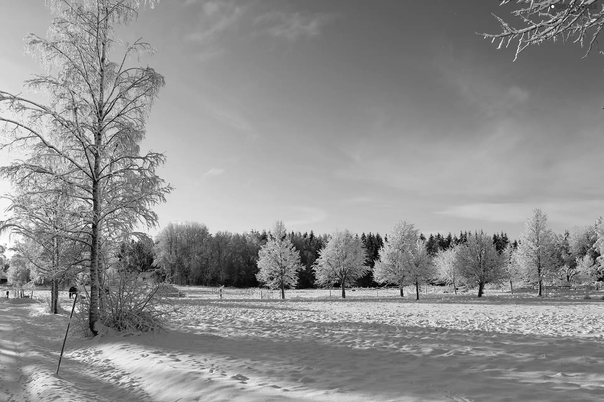 viewes, forest, Meadow, trees, winter