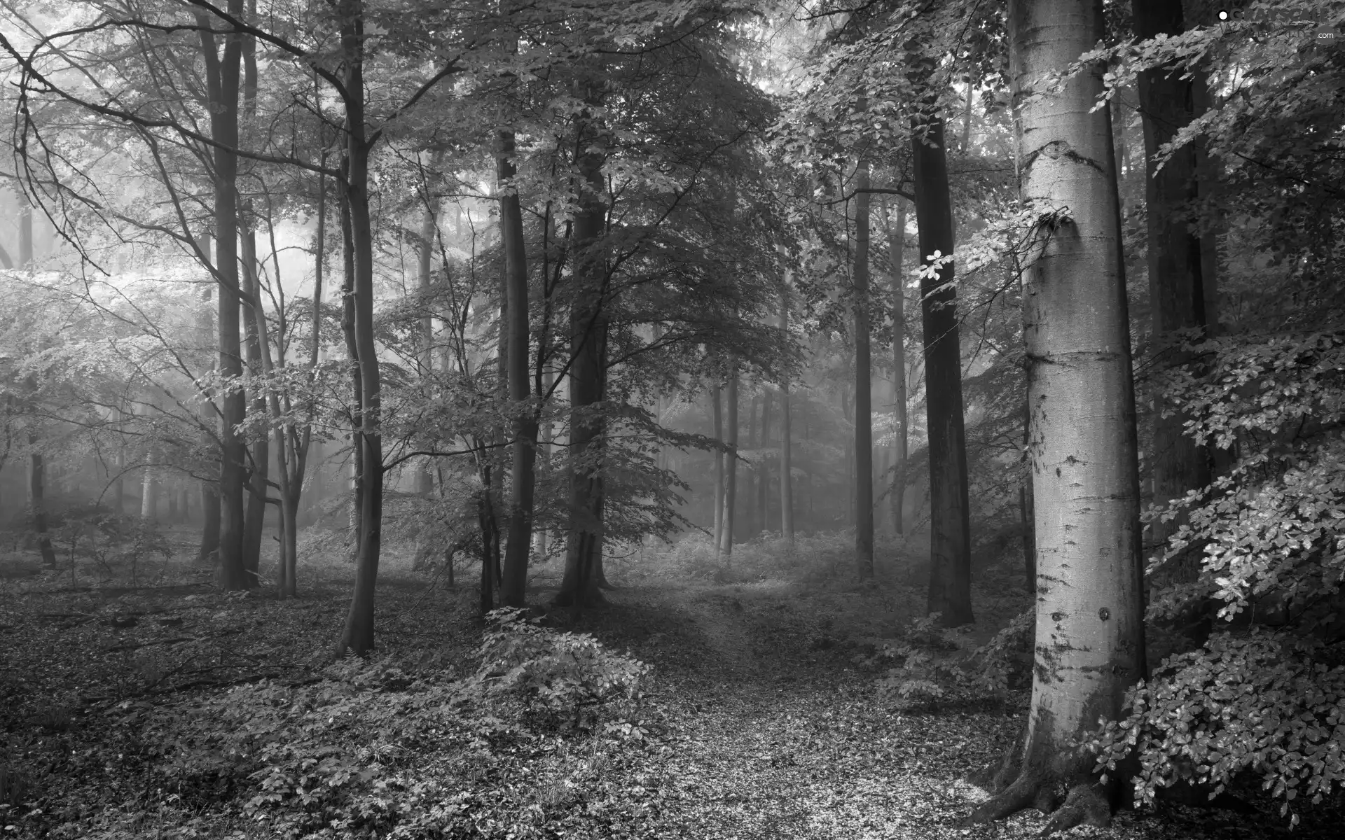 Fog, Path, trees, viewes, Broadleaf Forests