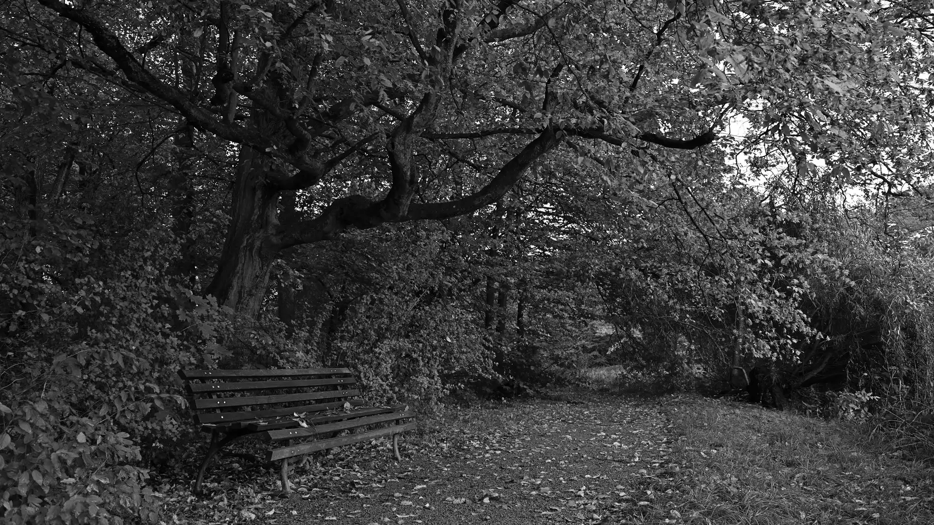 Bench, trees, Leaf, viewes, Park, Path, autumn