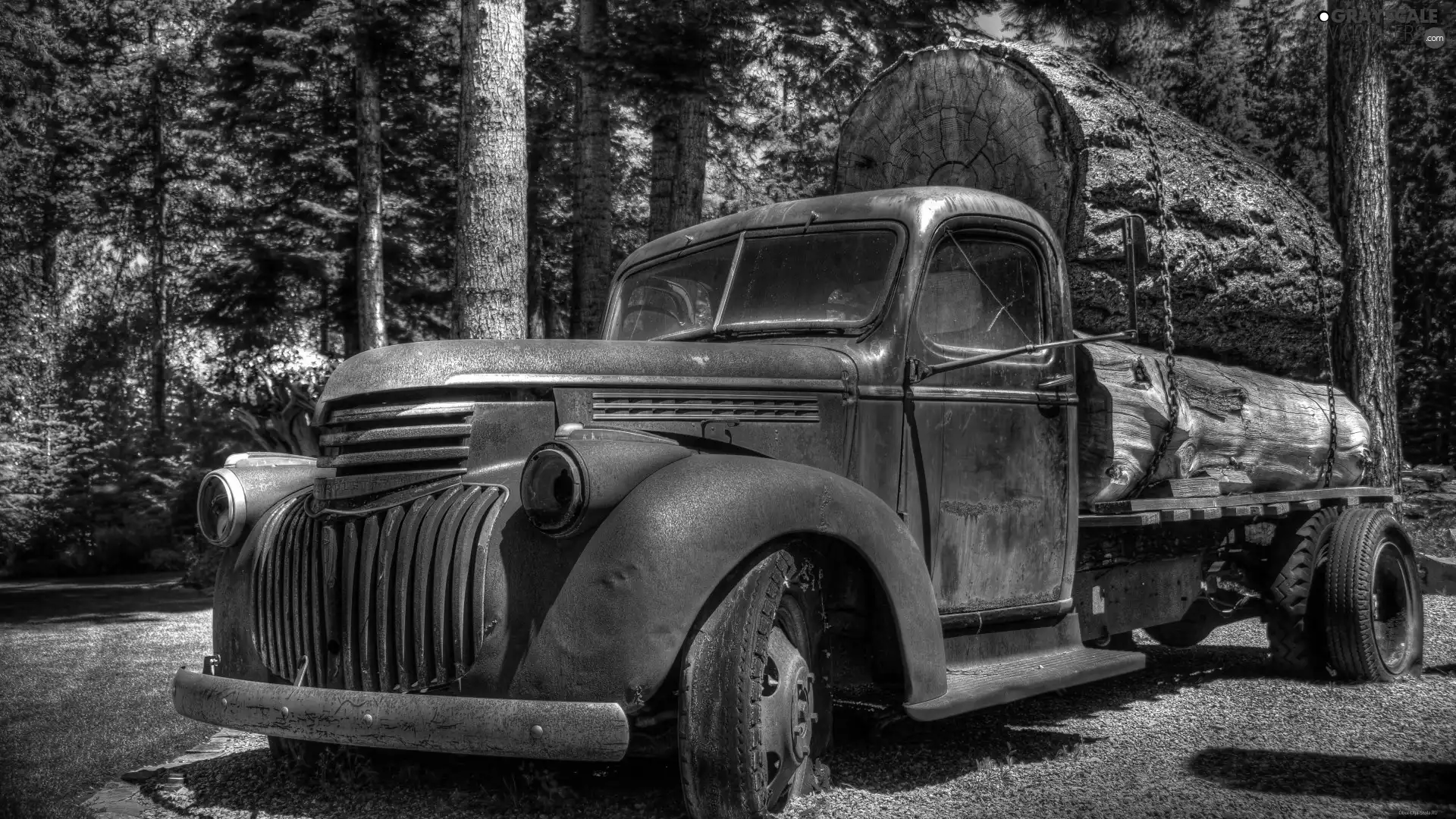 forest, antique, viewes, lorry, trees, Automobile
