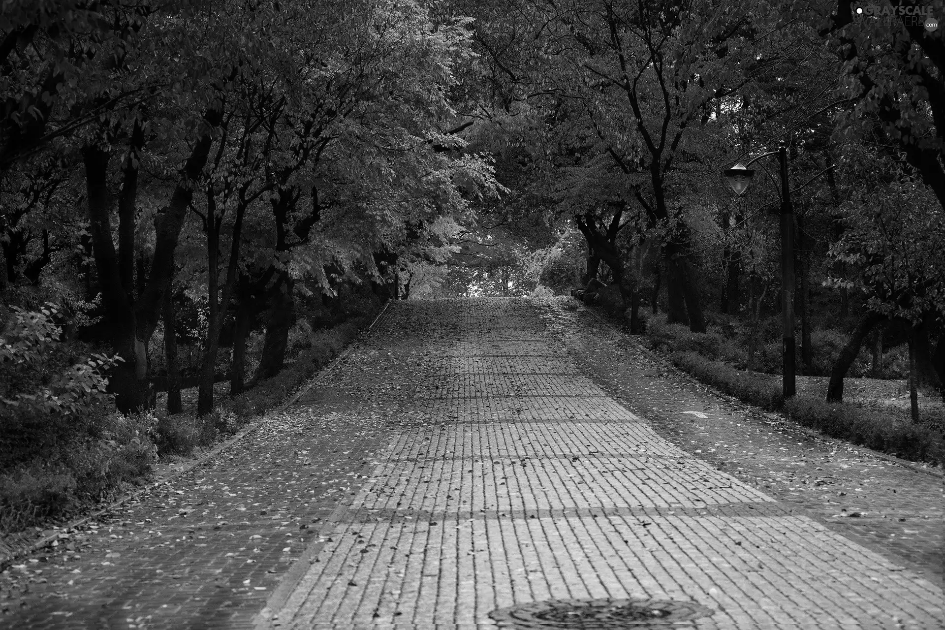 Street, autumn, trees, viewes, Leaf, Park