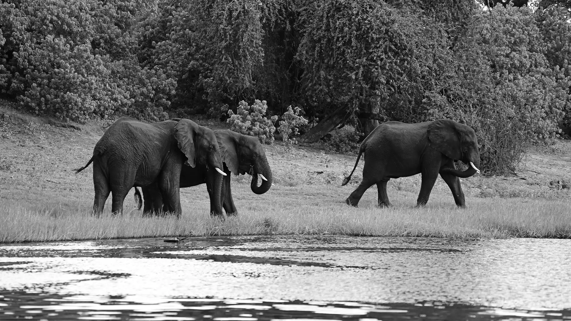 trees, viewes, River, forest, Elephants