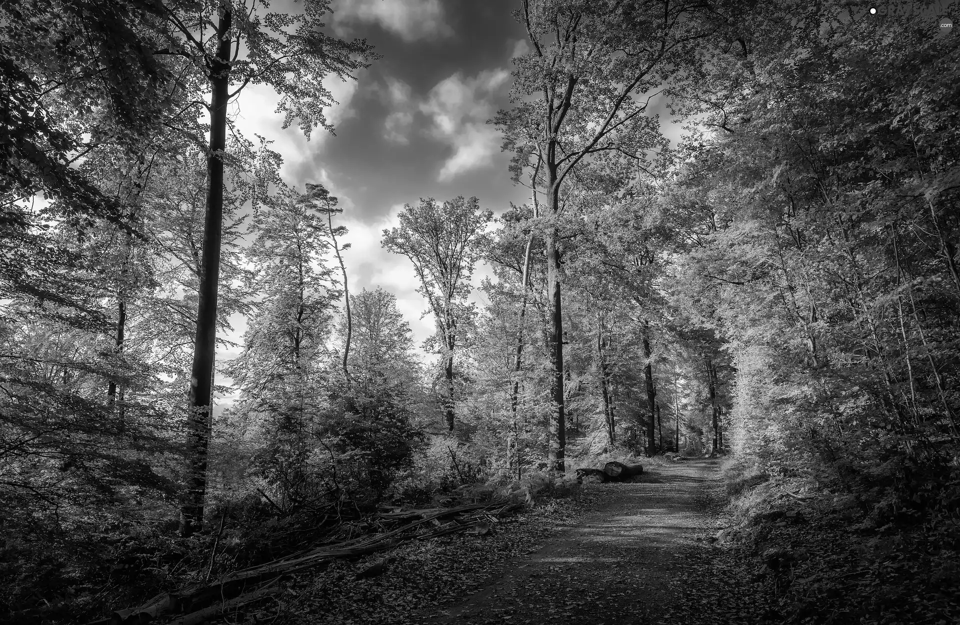 Path, trees, Sky, viewes, forest, Way, autumn