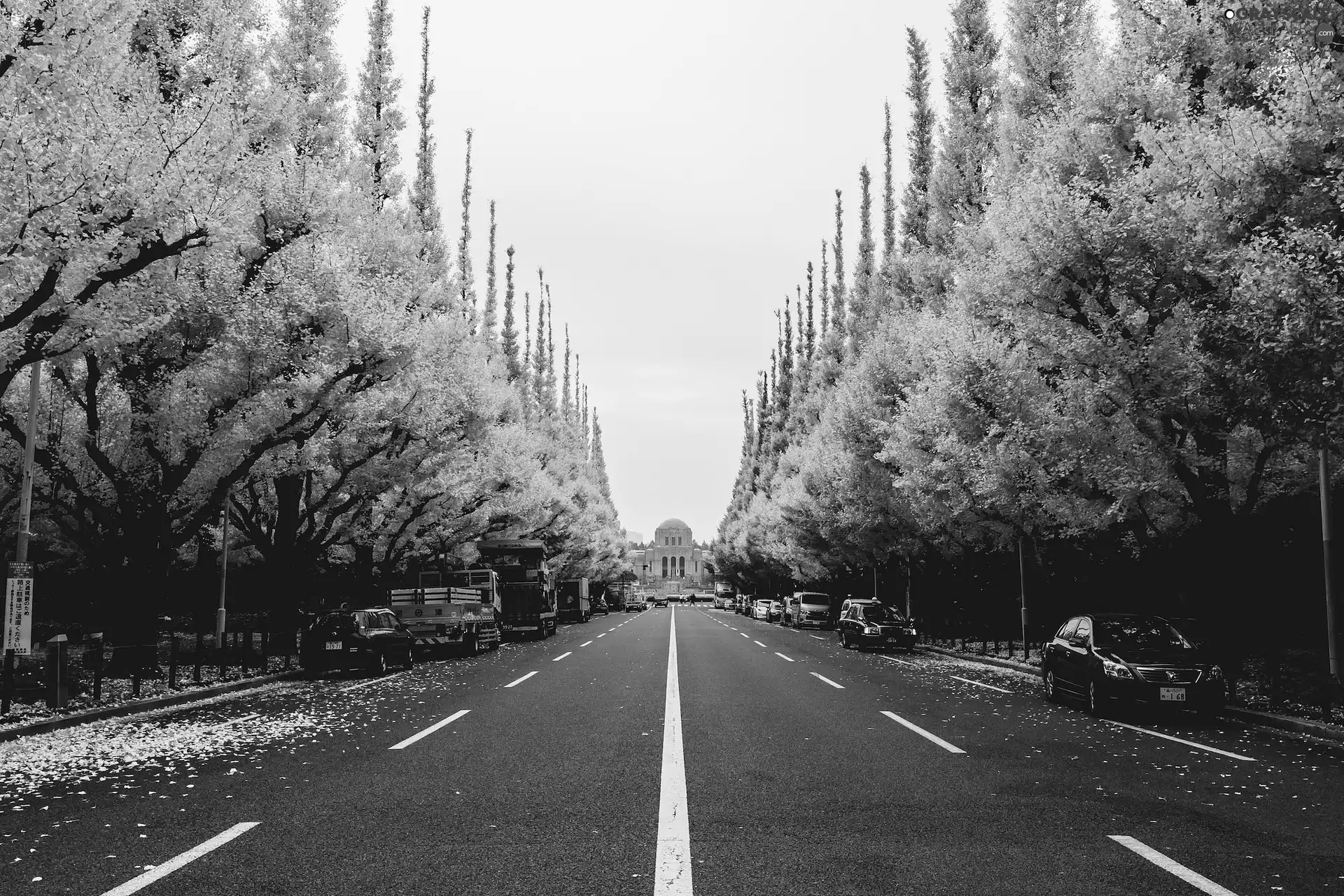 cars, Way, trees, viewes, Autumn, Street