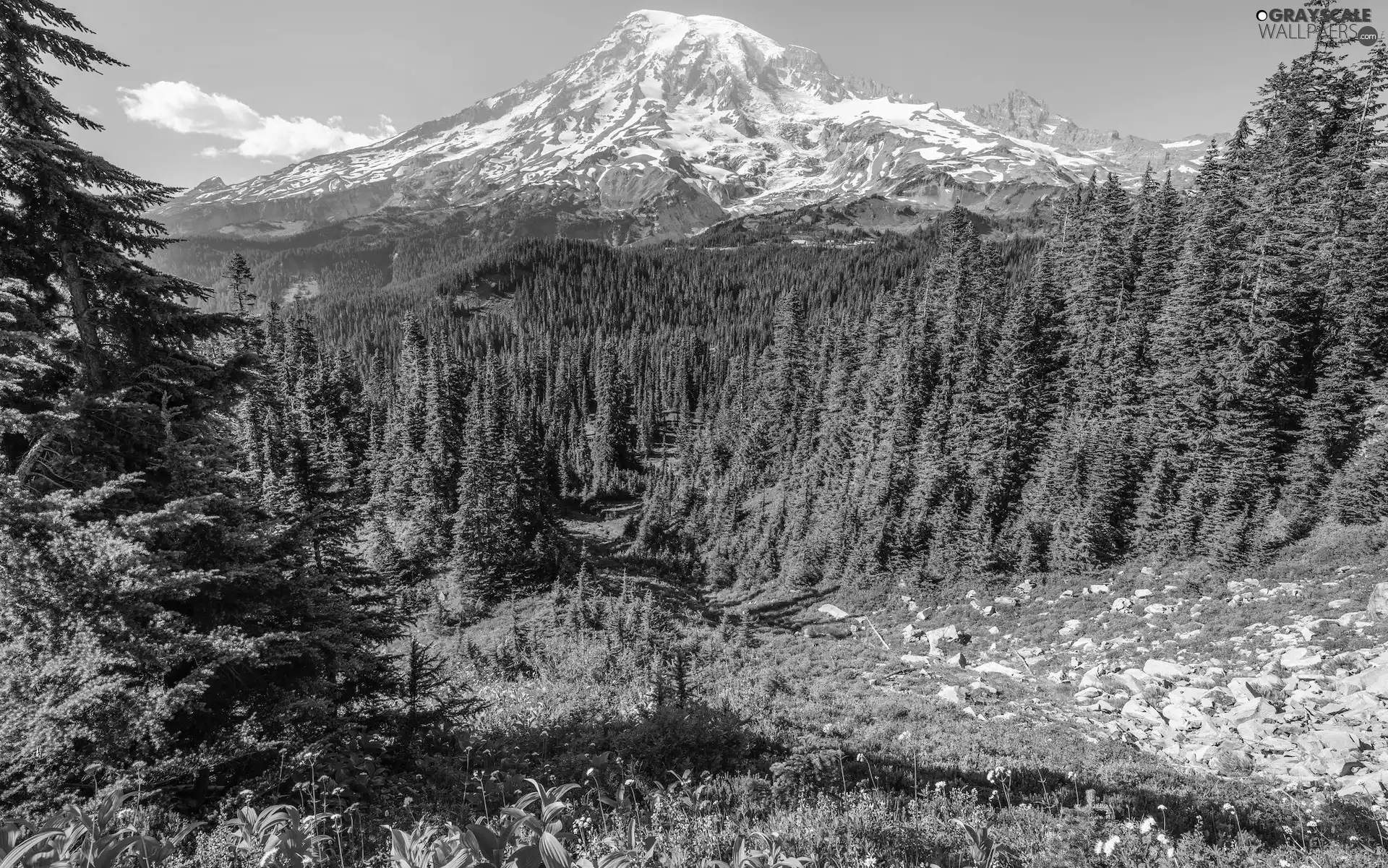 Meadow, Washington, Stratovolcano Mount Rainier, Stones, trees, The United States, Mount Rainier National Park, Mountains, Flowers, viewes