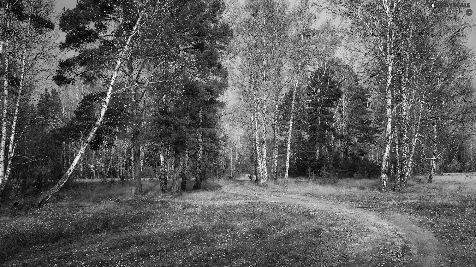 trees, birch, Way, viewes