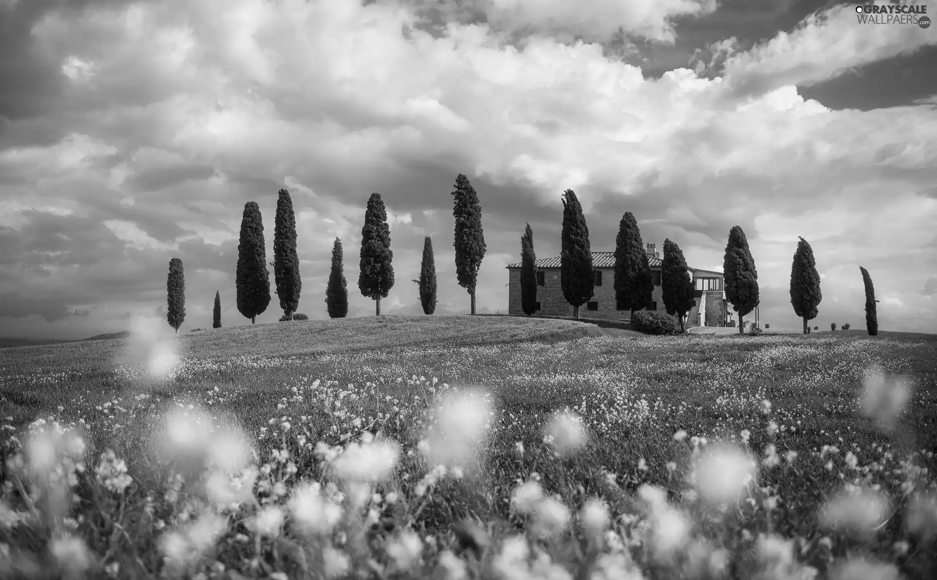 cypresses, trees, Tuscany, viewes, Meadow, house, Italy