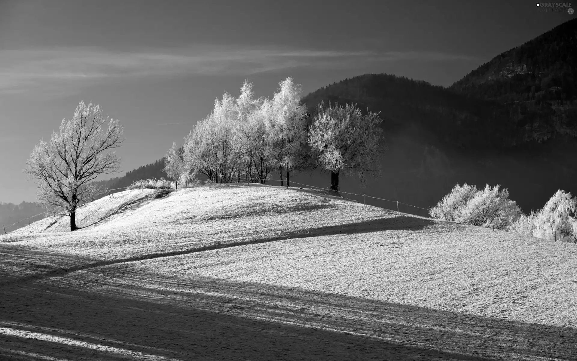 viewes, winter, field, trees, Mountains
