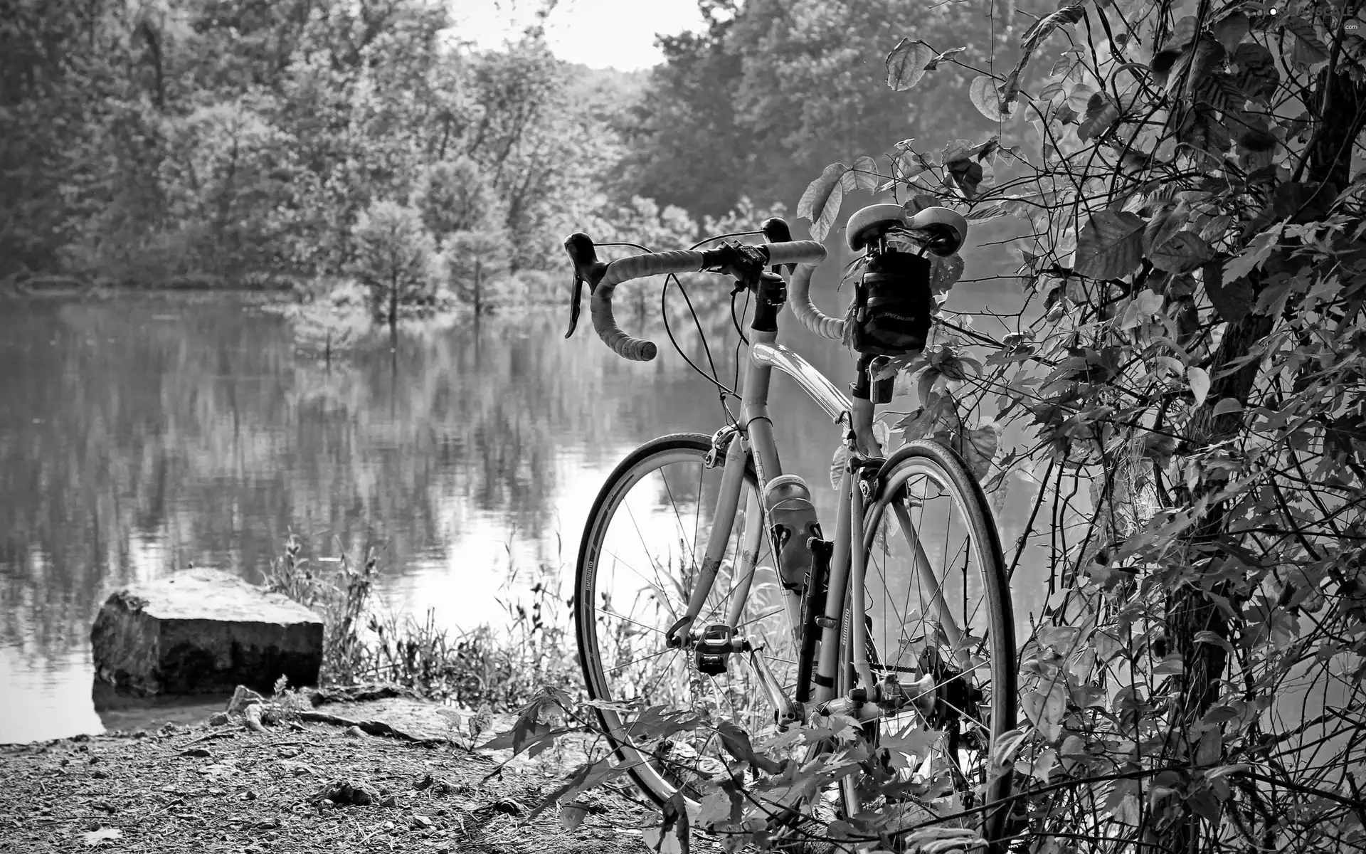 lakes, Bike, viewes, woods, trees, coast