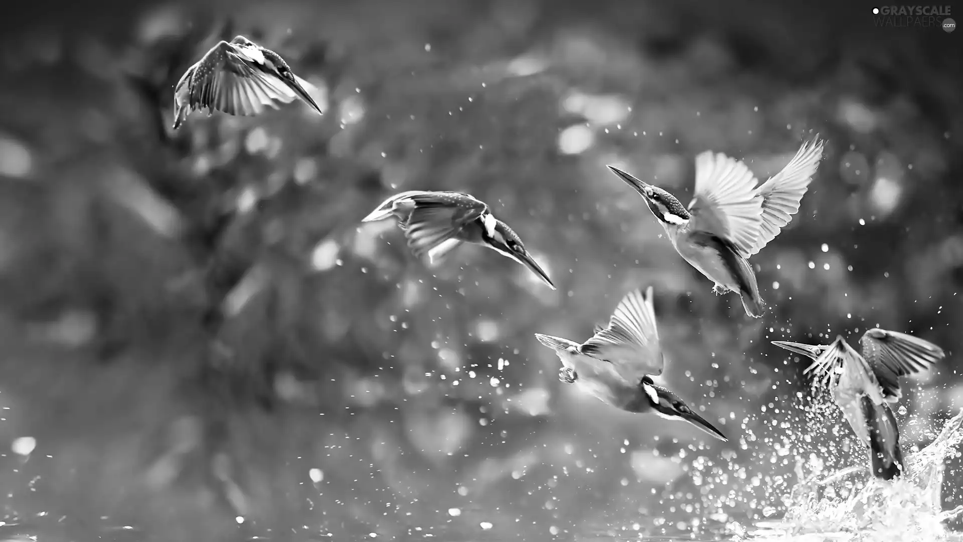 birds, drops, water, hummingbirds