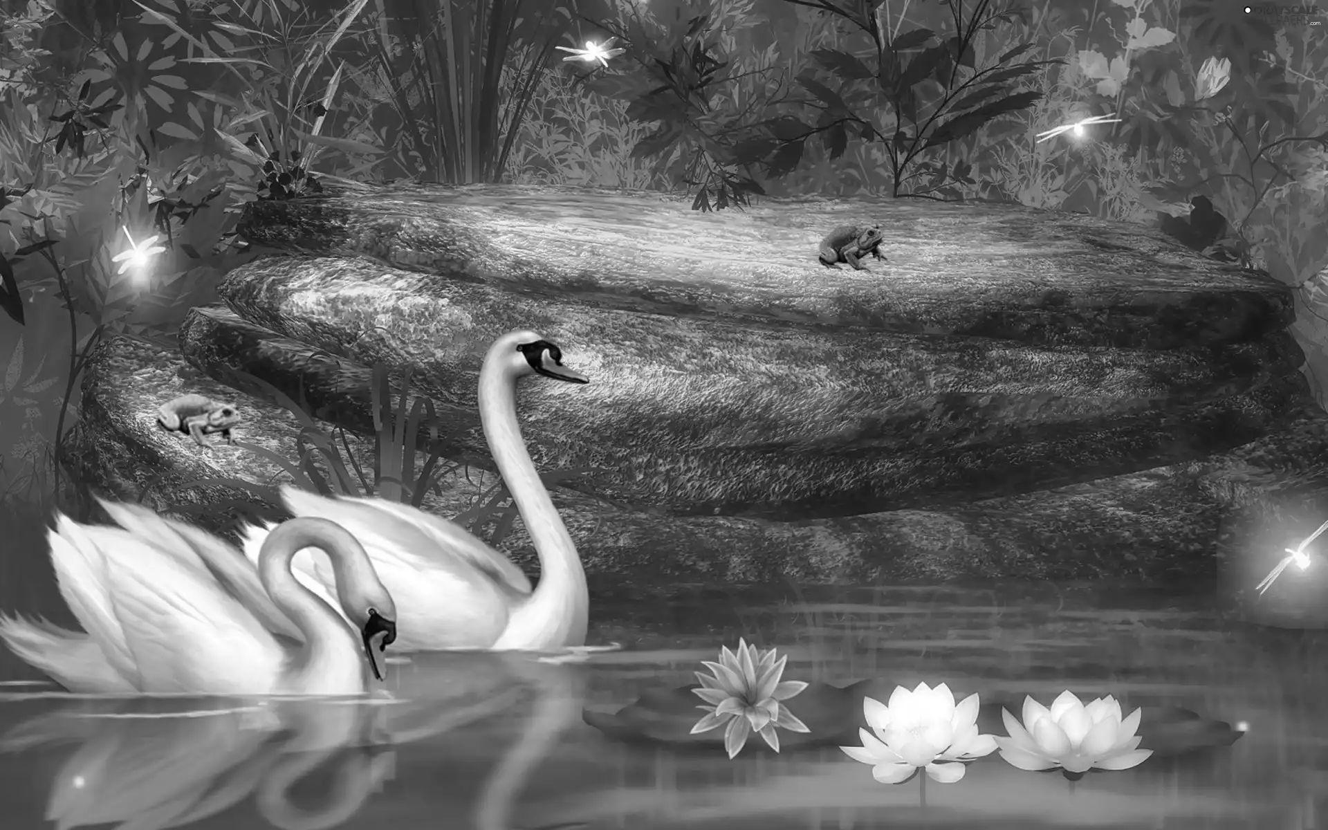 Two cars, lilies, water, Swan