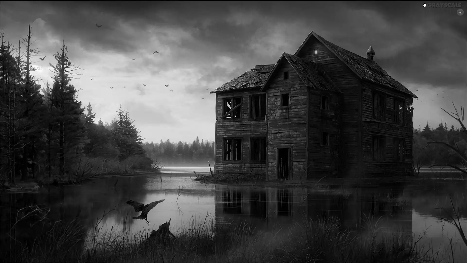 water, Crow, dark, forest, house