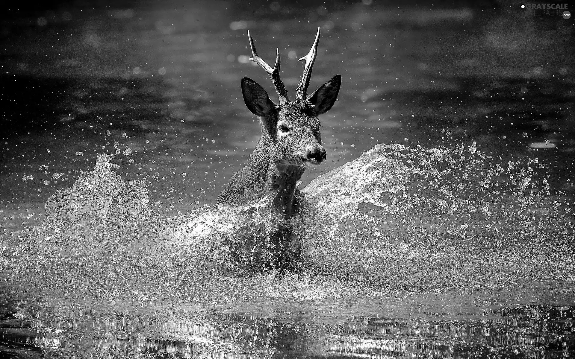 deer, water