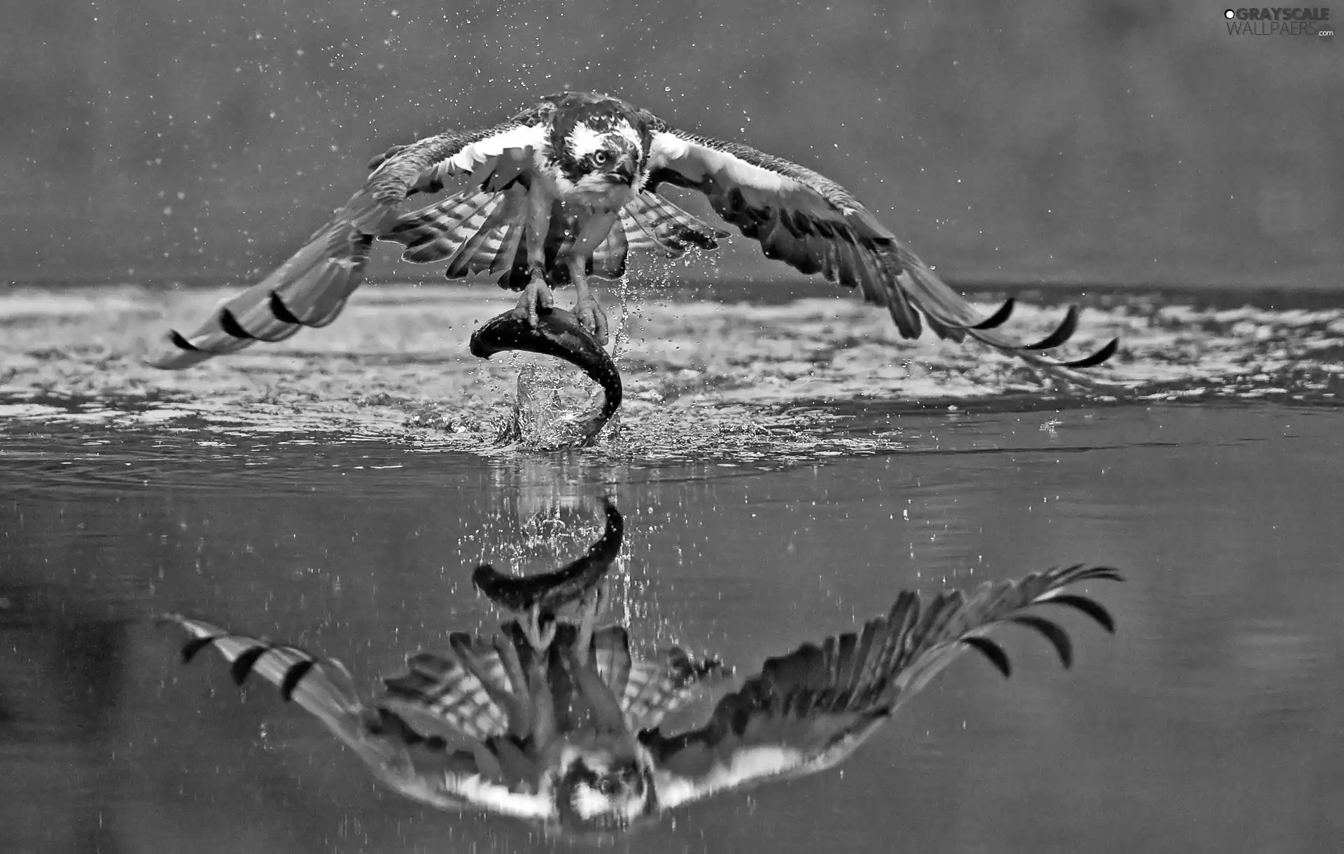 water, osprey, fish