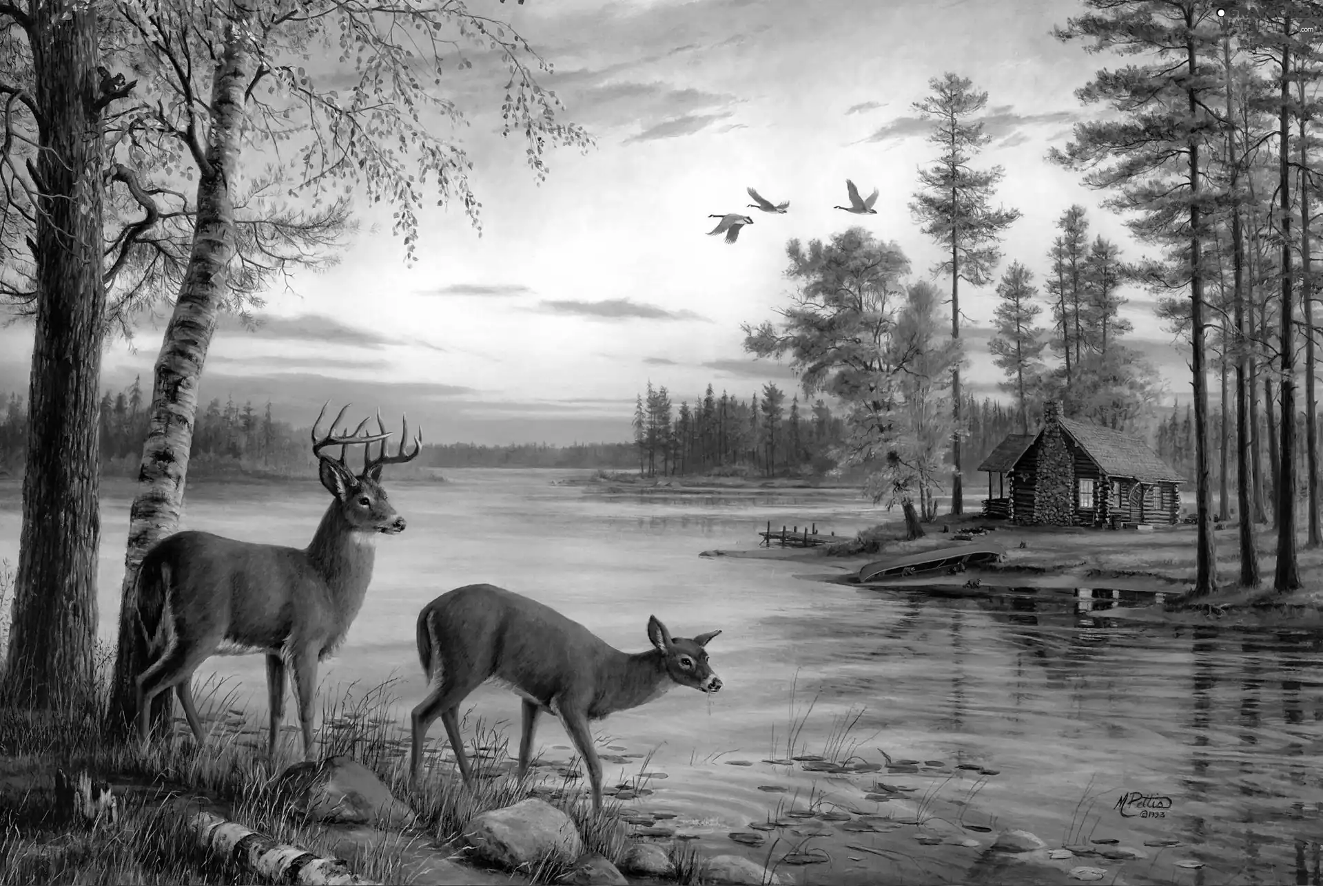 Home, Mary Pettis, doe, water, deer