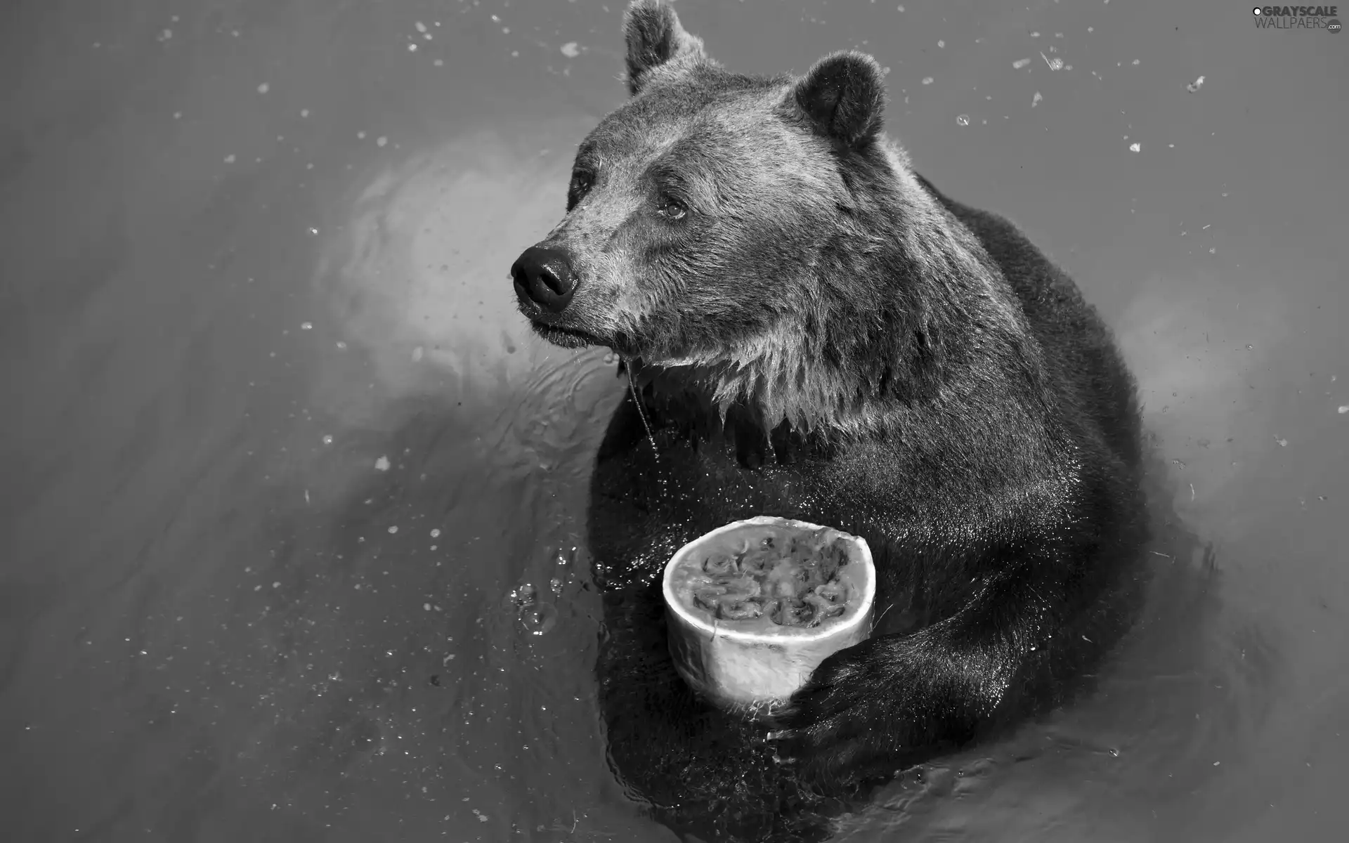 water, Bear, fruit