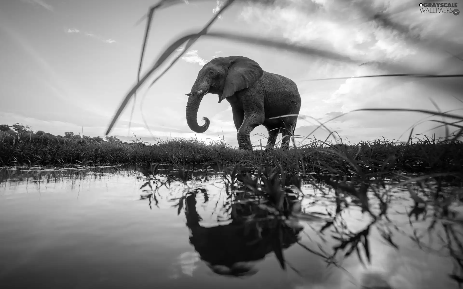 grass, reflection, Elephant, water