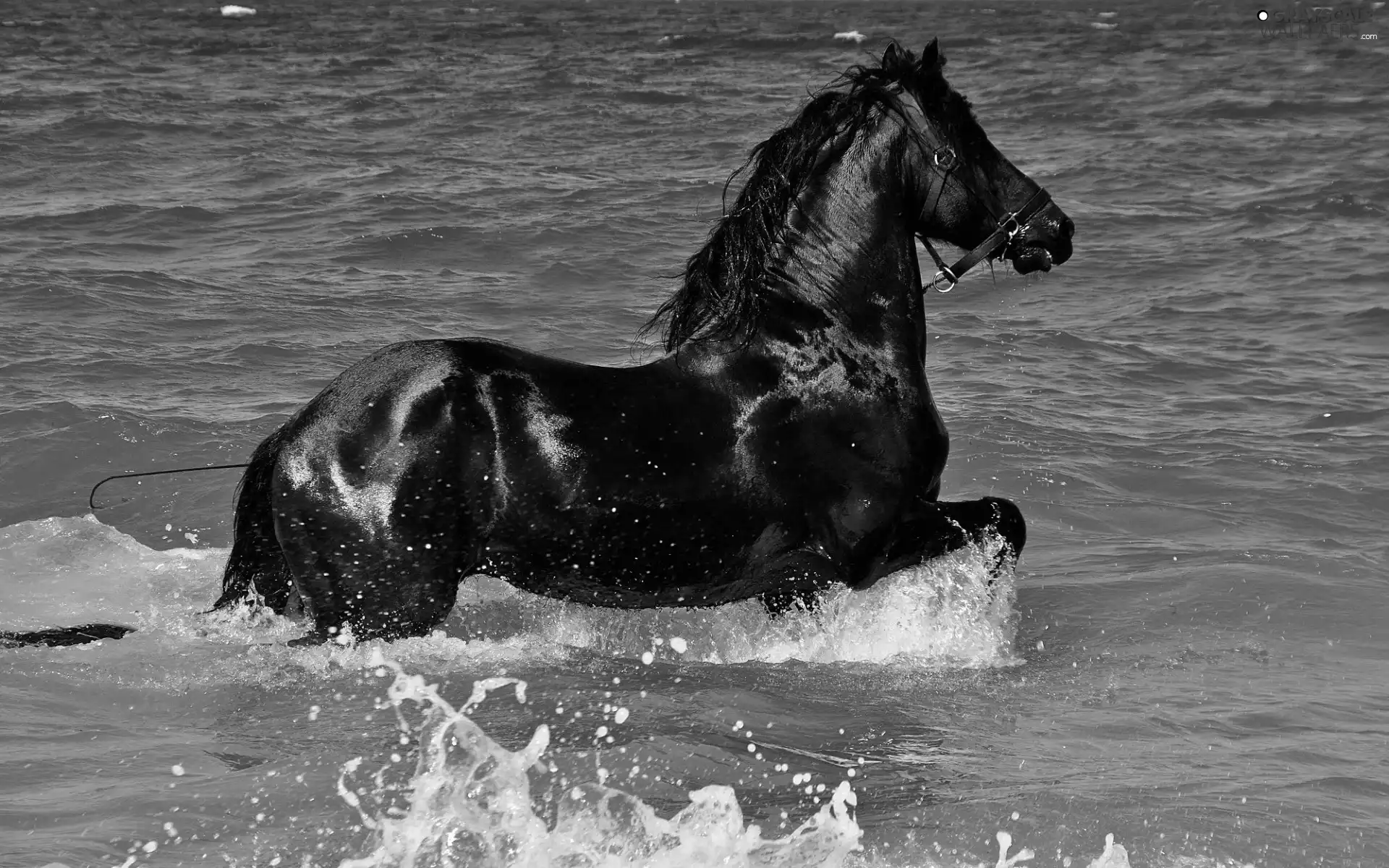 water, Black, Horse