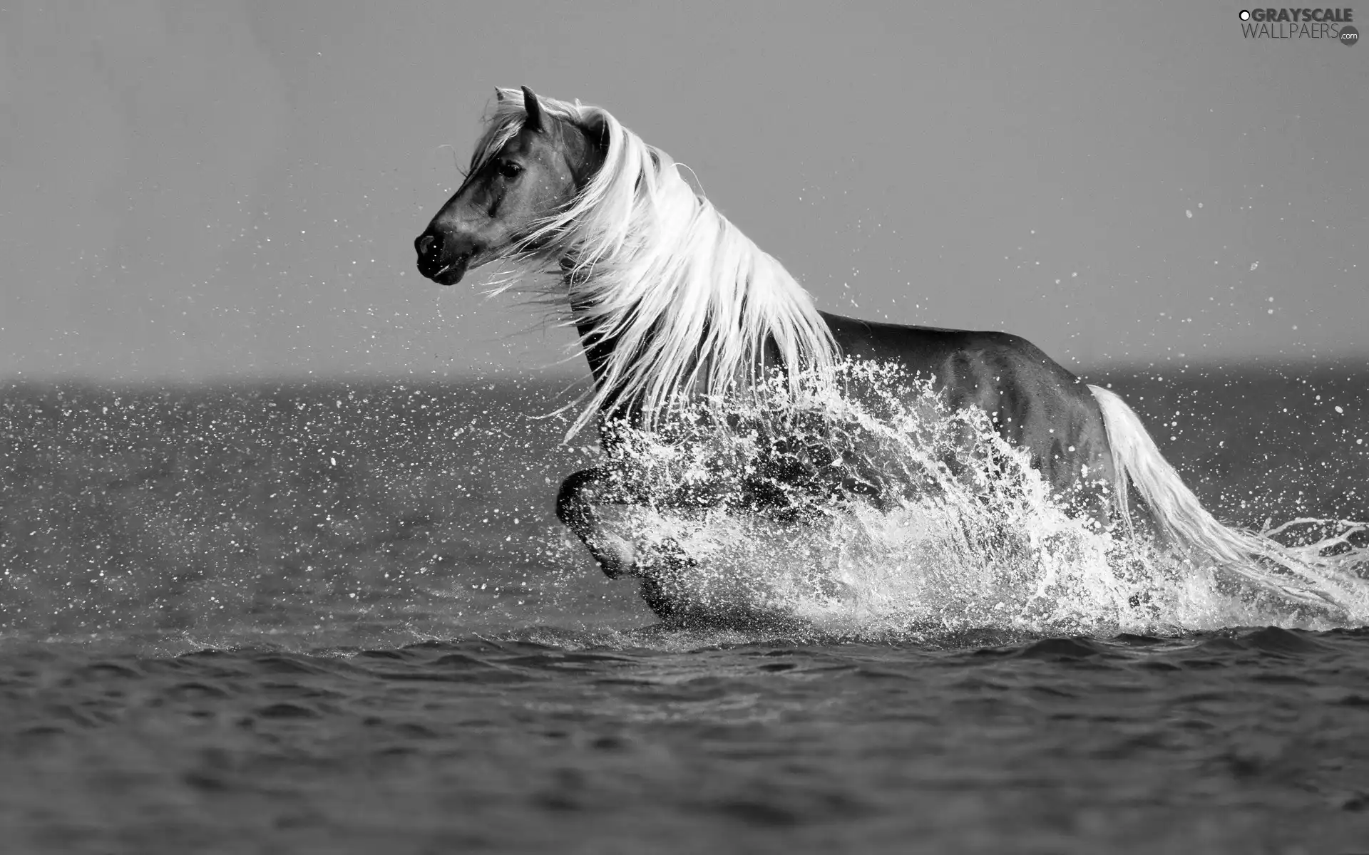 Horse, mane, water, Bright