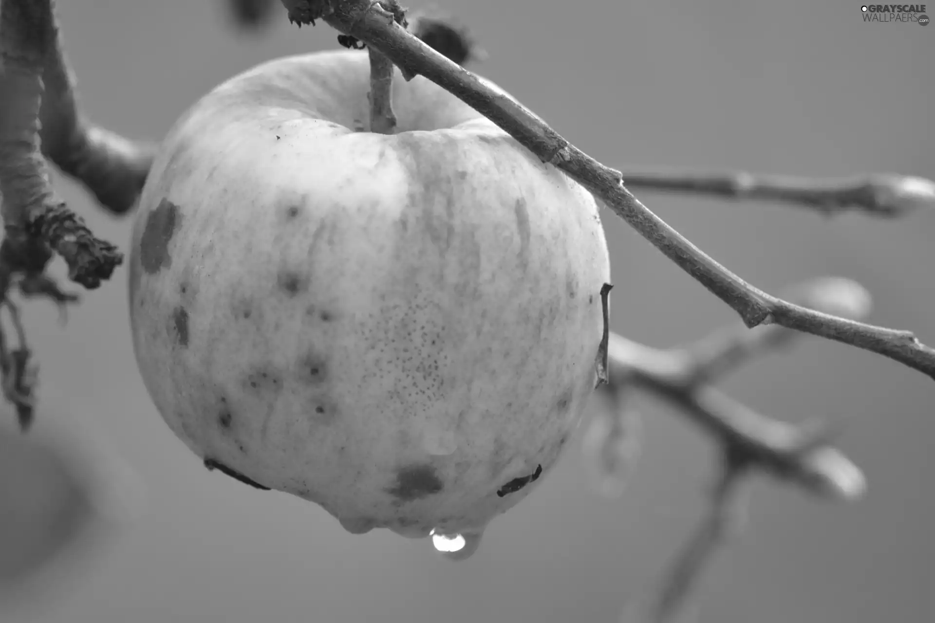 lonely, drop, water, Apple